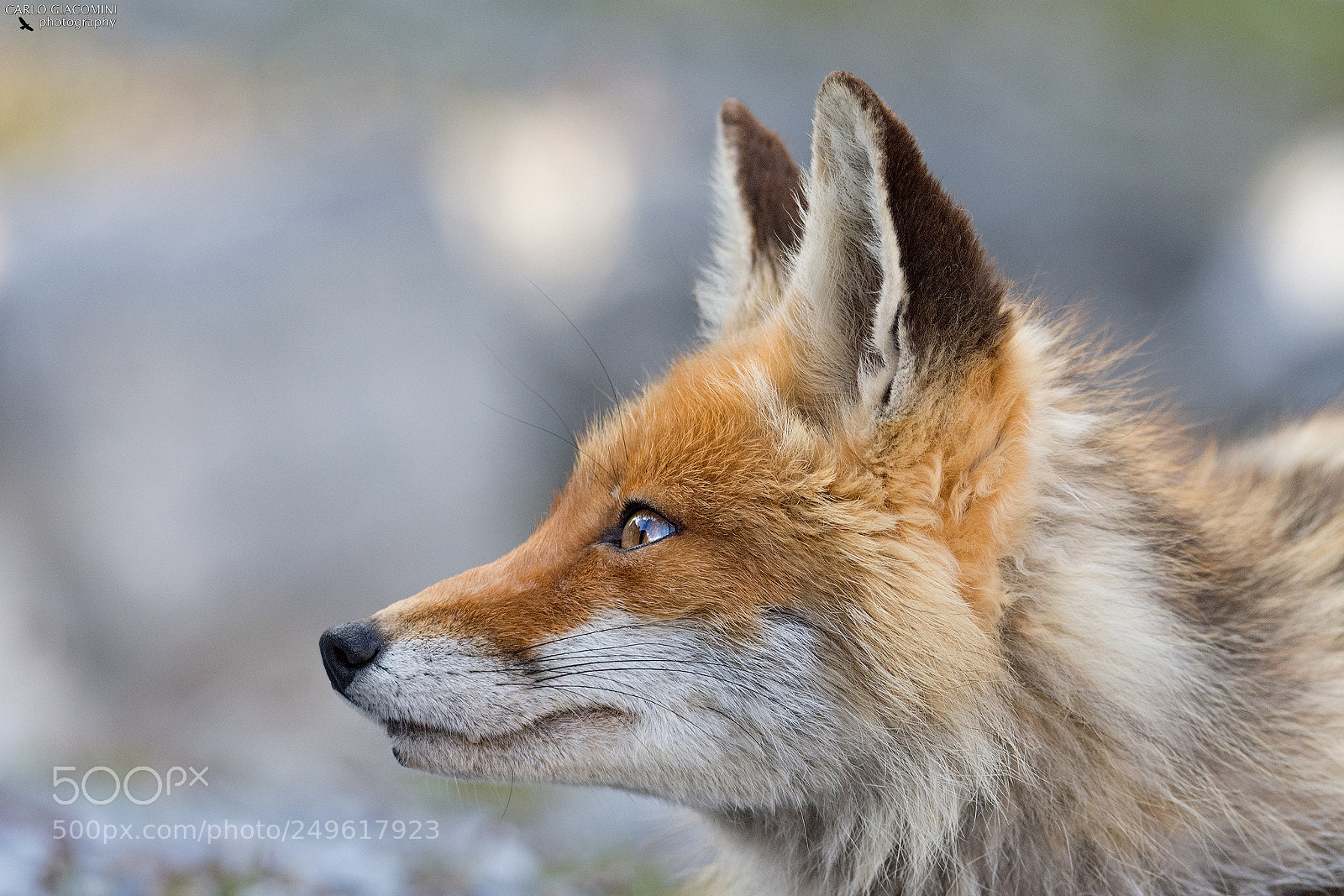 Nikon D7200 sample photo. Fox profile photography