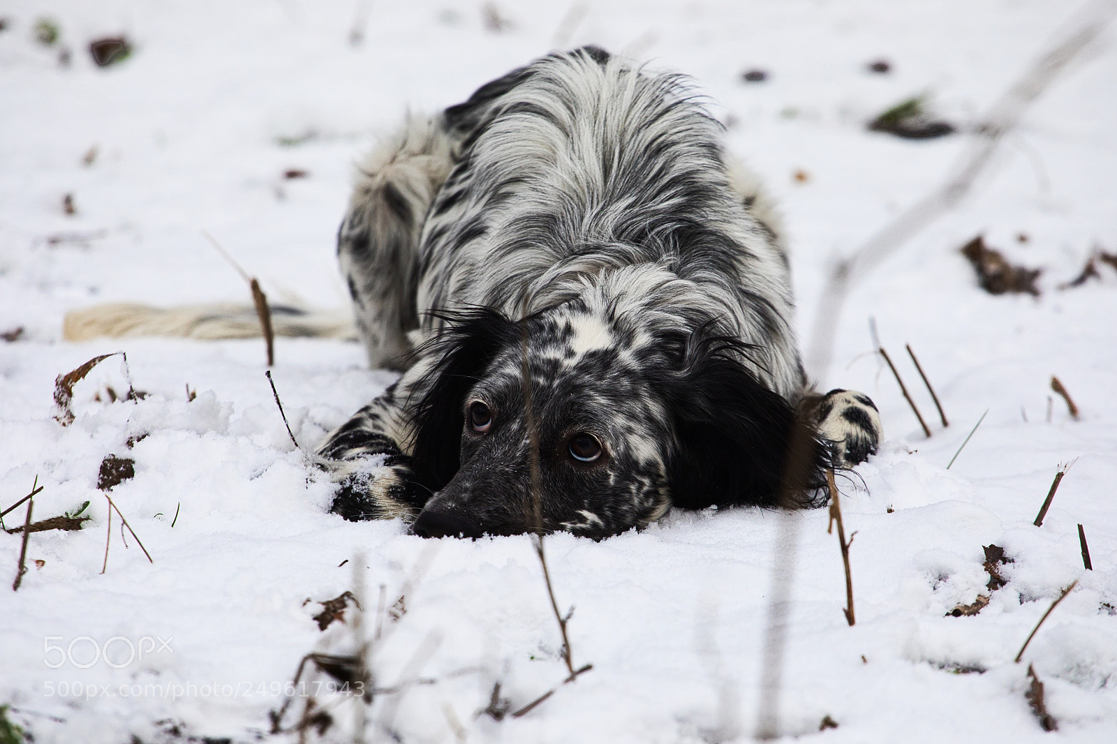 Canon EOS 5D Mark IV sample photo. English setter in the photography