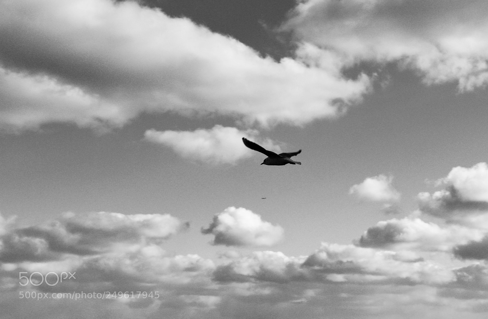 Canon EOS 77D (EOS 9000D / EOS 770D) sample photo. Lonely bird photography