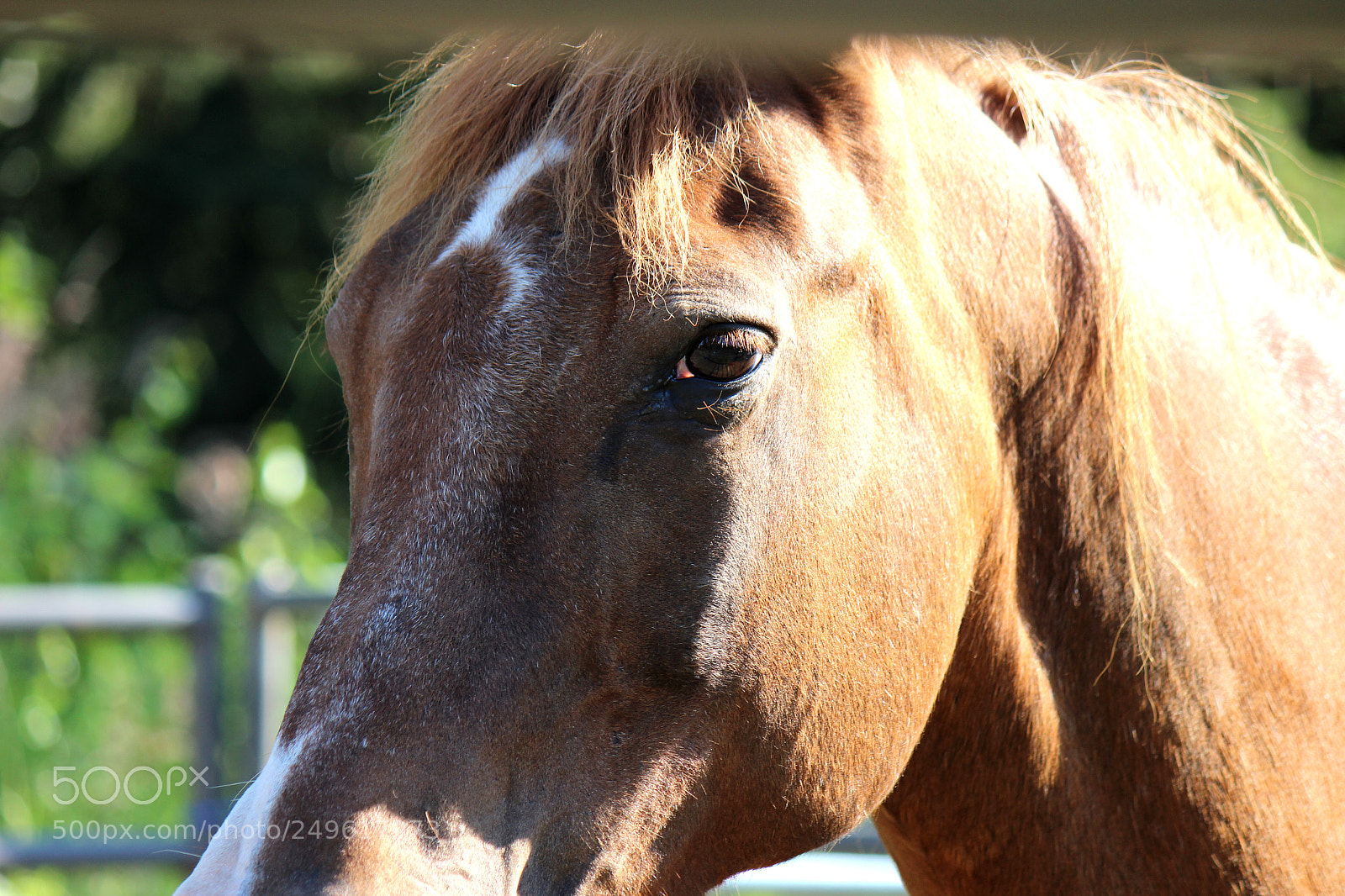 Canon EOS 600D (Rebel EOS T3i / EOS Kiss X5) sample photo. Img photography