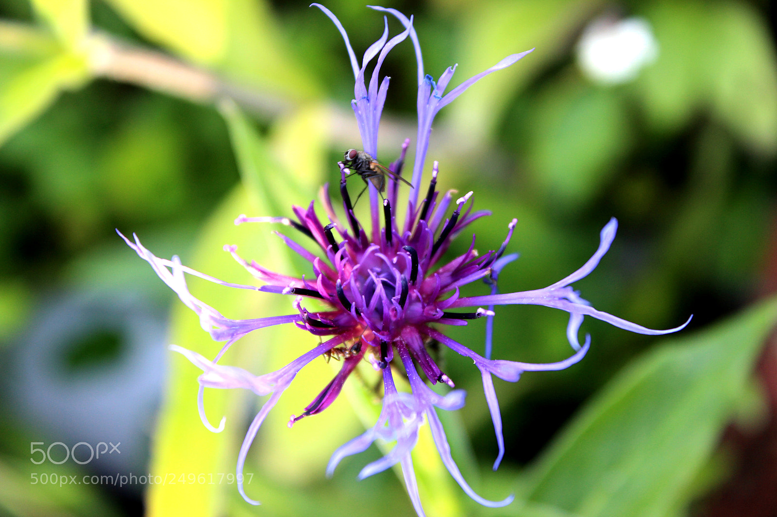 Canon EOS 600D (Rebel EOS T3i / EOS Kiss X5) sample photo. Img photography