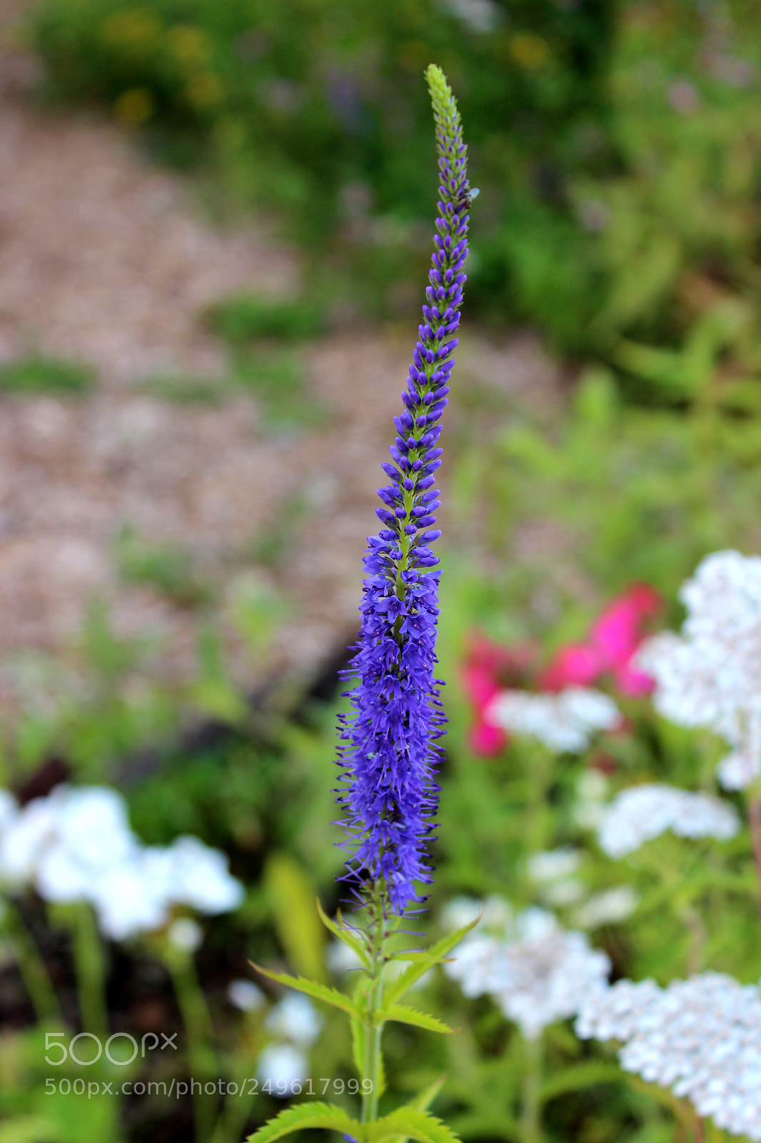 Canon EOS 600D (Rebel EOS T3i / EOS Kiss X5) sample photo. Img photography