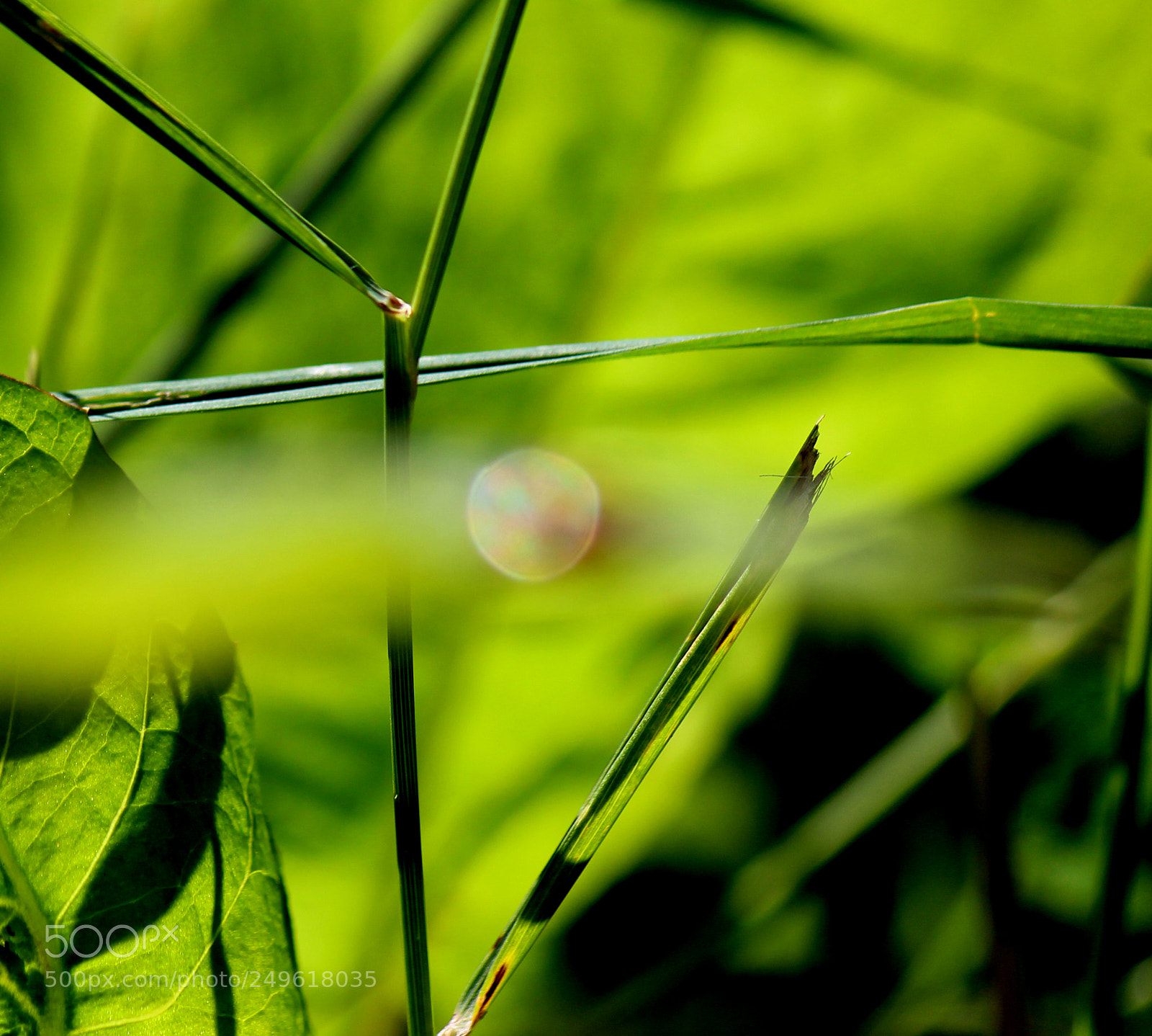 Canon EOS 600D (Rebel EOS T3i / EOS Kiss X5) sample photo. Lb aura photography