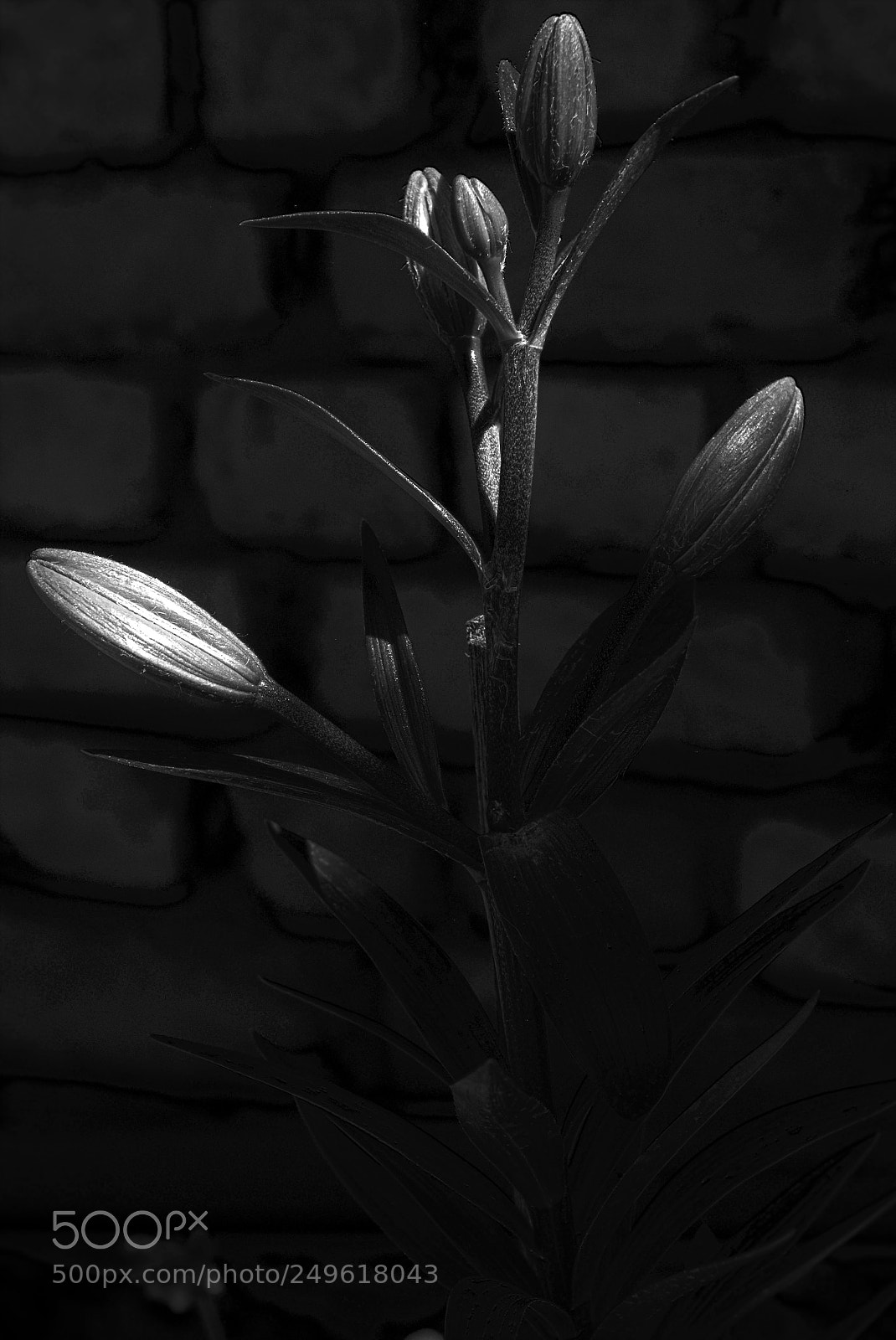 Nikon D610 sample photo. Lilium photography