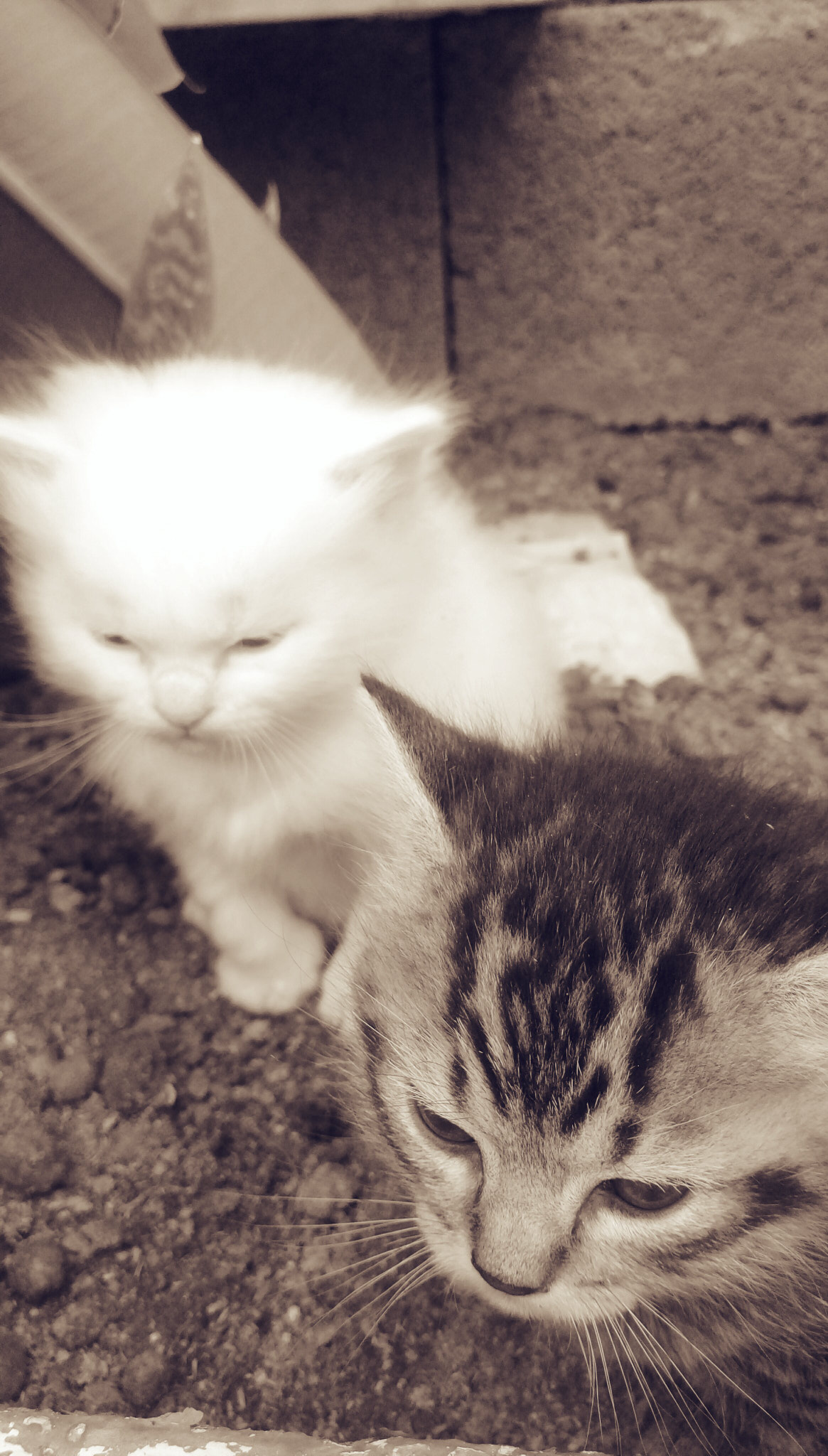 HTC DESIRE 828 DUAL SIM sample photo