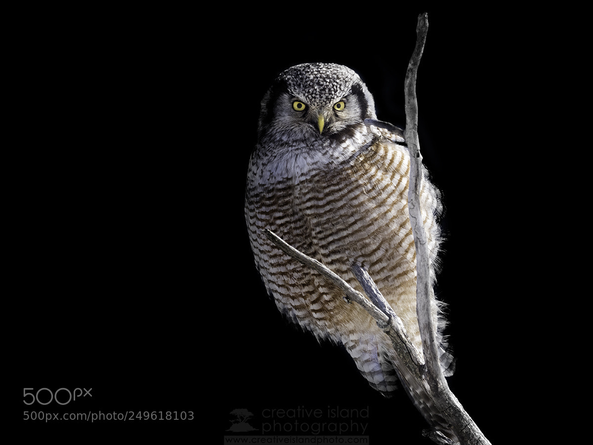 Olympus OM-D E-M1 Mark II sample photo. Northern hawk owl ii photography