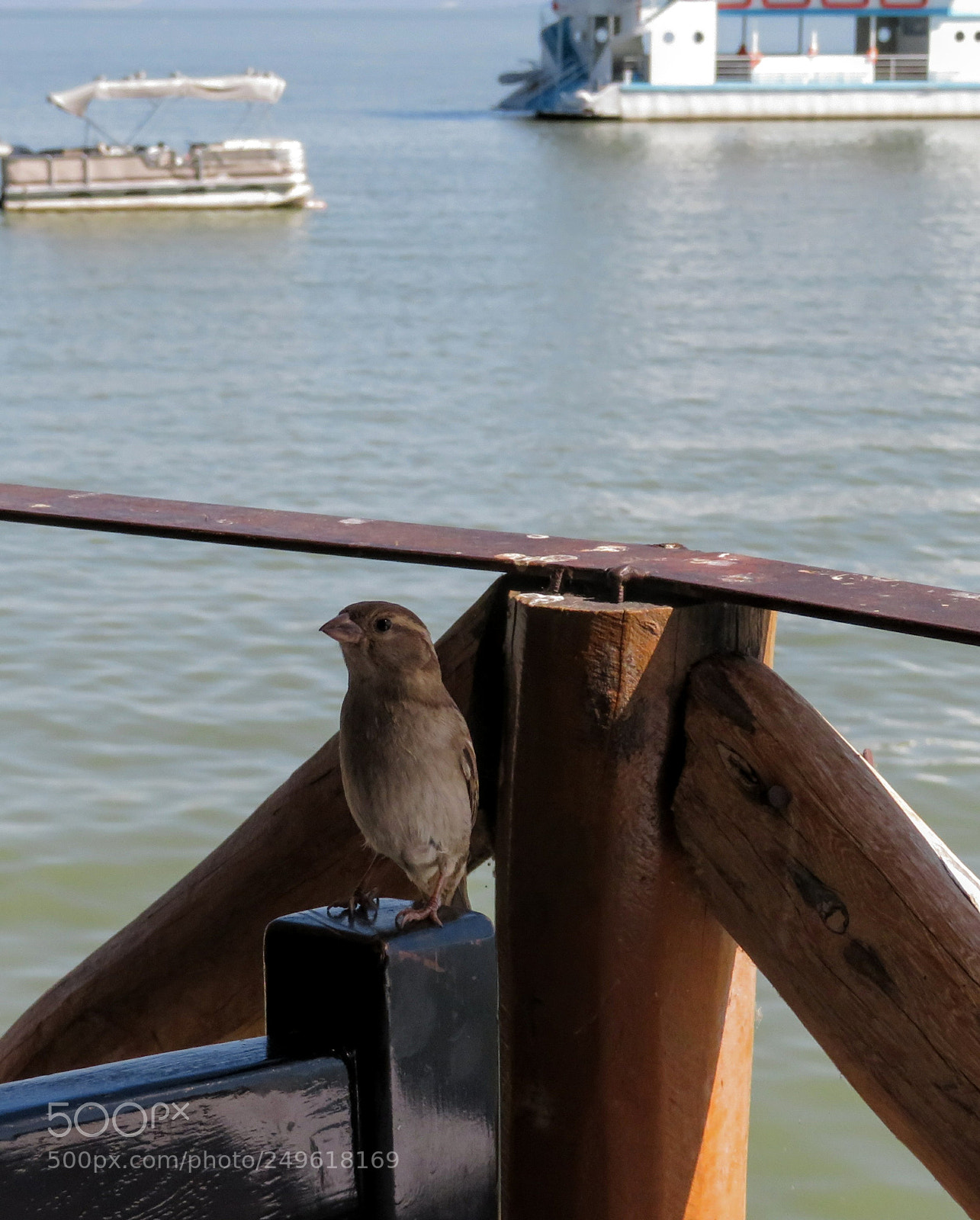 Canon PowerShot SX720 HS sample photo. Acompañado photography