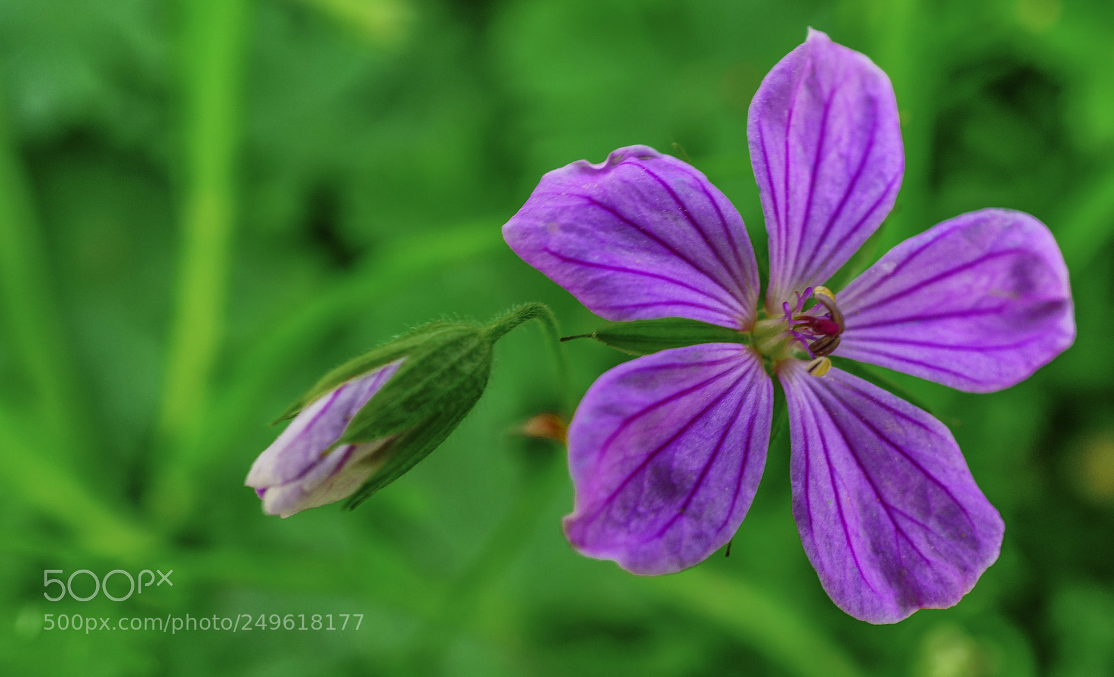 Sony a6300 sample photo. Malva vulgaris ebeg meci photography