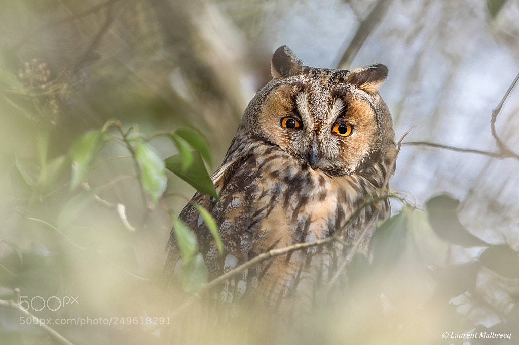Nikon D500 sample photo. Hibou moyen duc photography