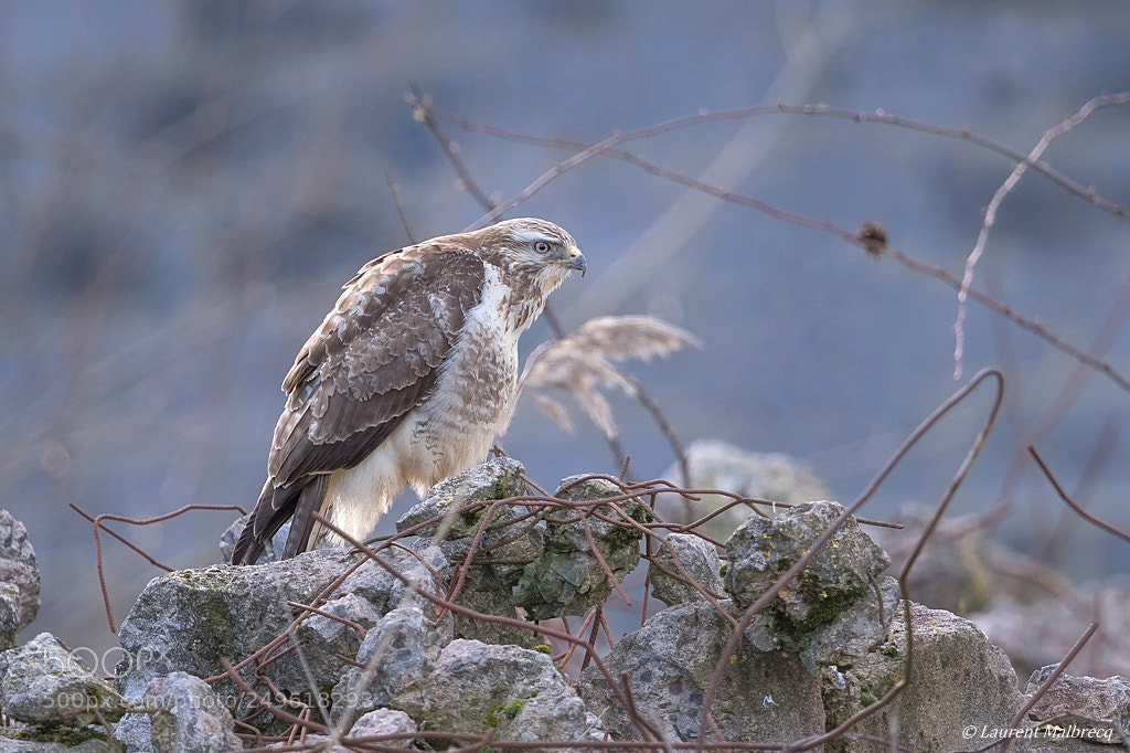 Nikon D500 sample photo. Buse variable photography