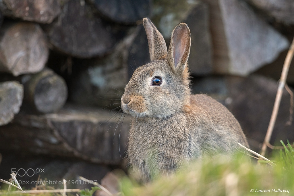 Nikon D500 sample photo. Lapin photography