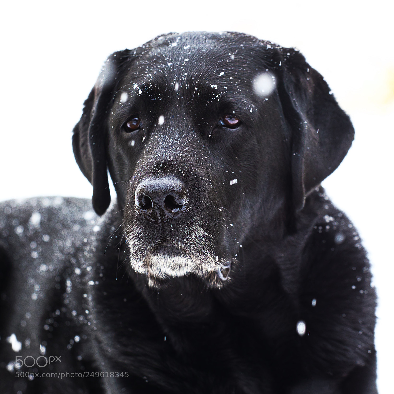 Canon EOS 5D Mark IV sample photo. Black labrador in the photography