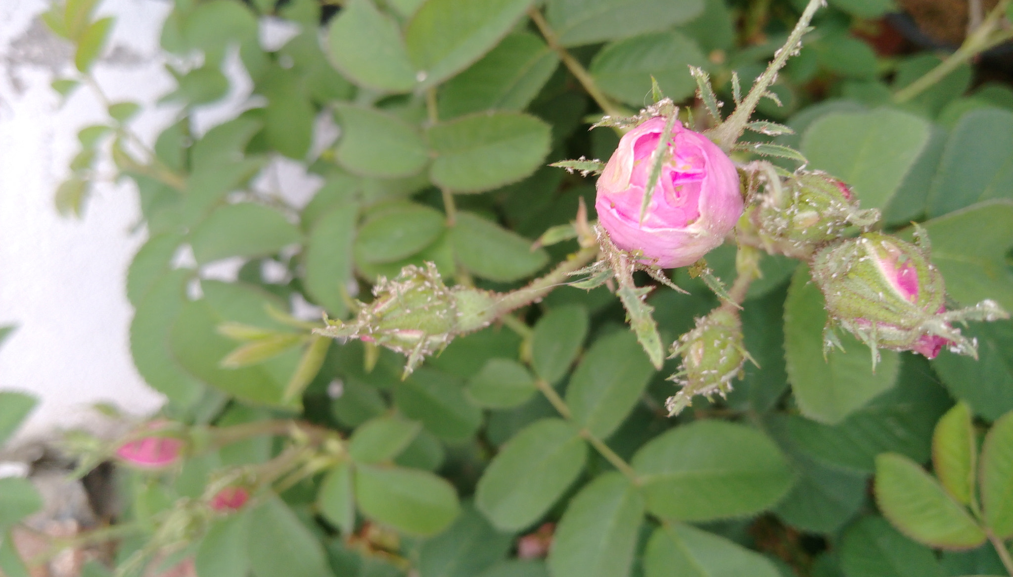 HTC DESIRE 828 DUAL SIM sample photo