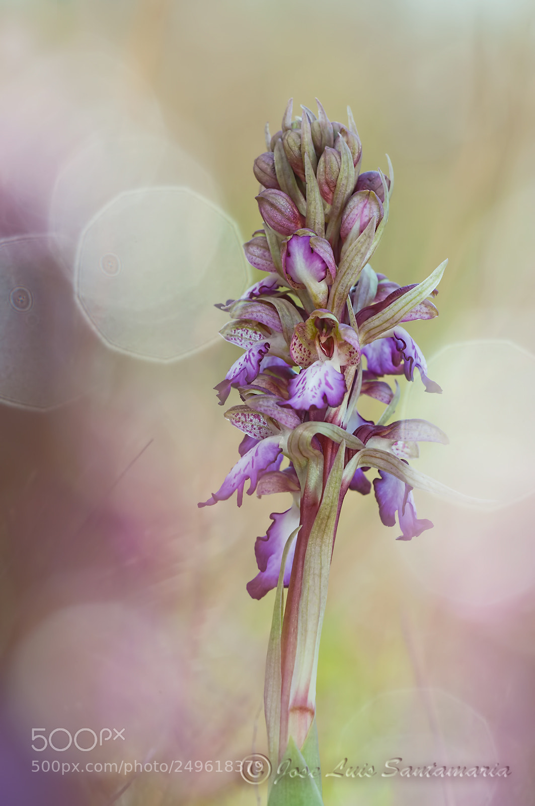 Nikon D300S sample photo. Barlia photography