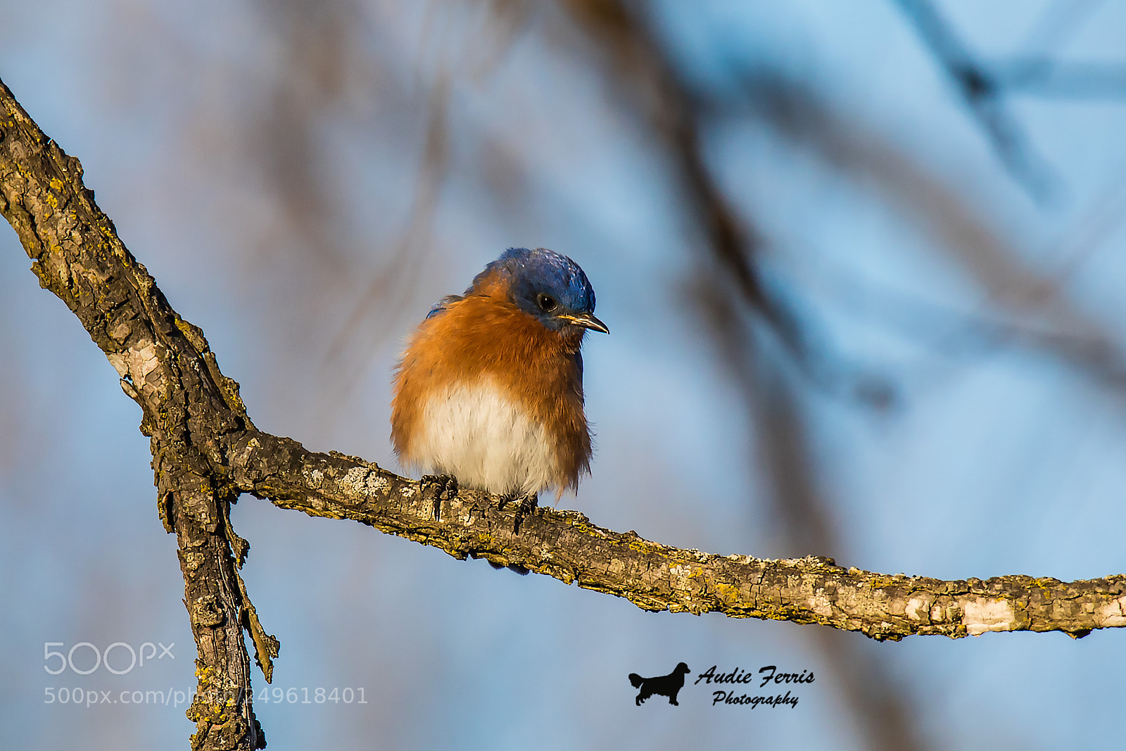 Canon EOS 5D Mark IV sample photo. Fluffed photography