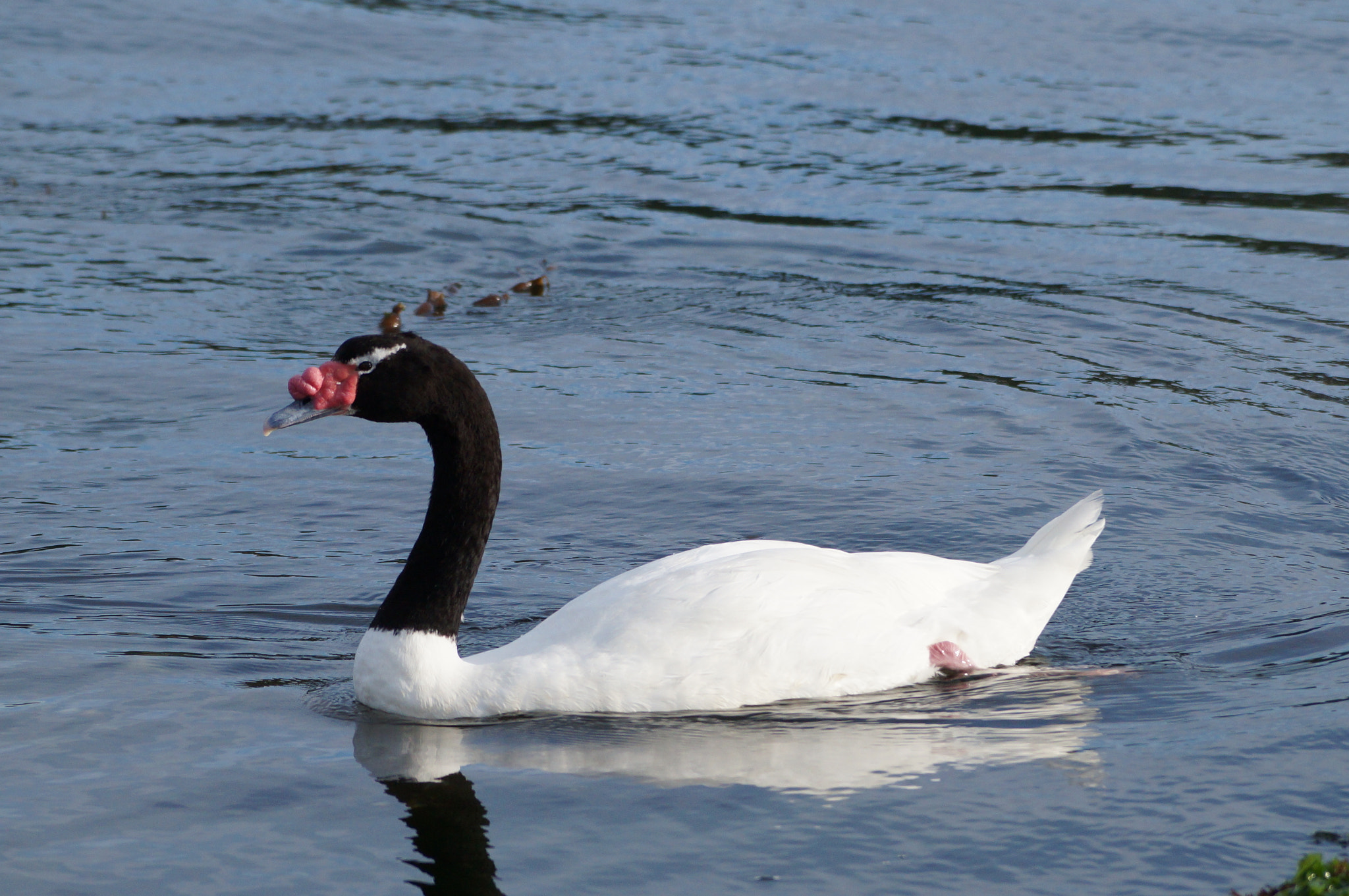 Sony DT 55-200mm F4-5.6 SAM sample photo. Dsc photography