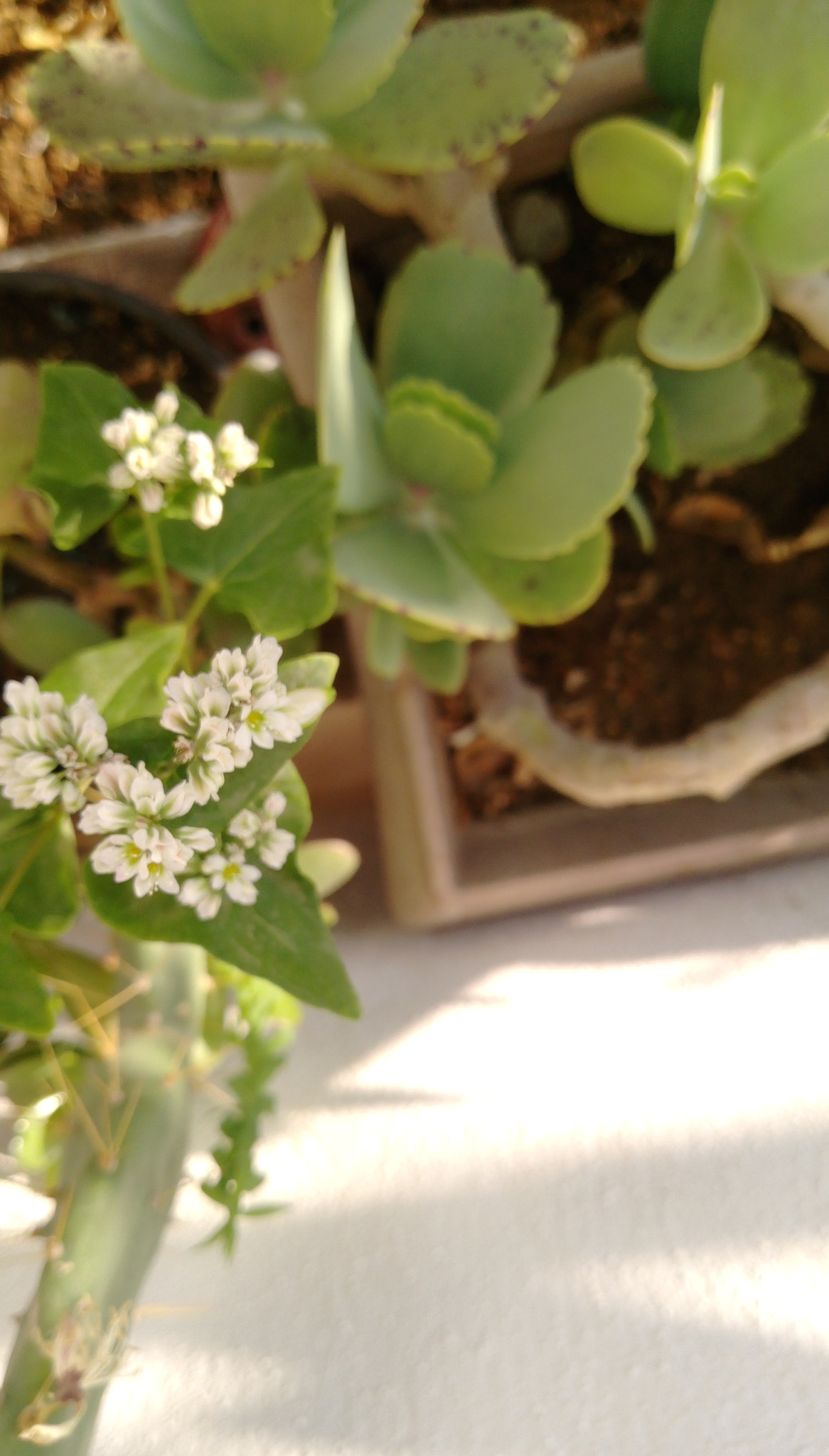 HTC DESIRE 828 DUAL SIM sample photo
