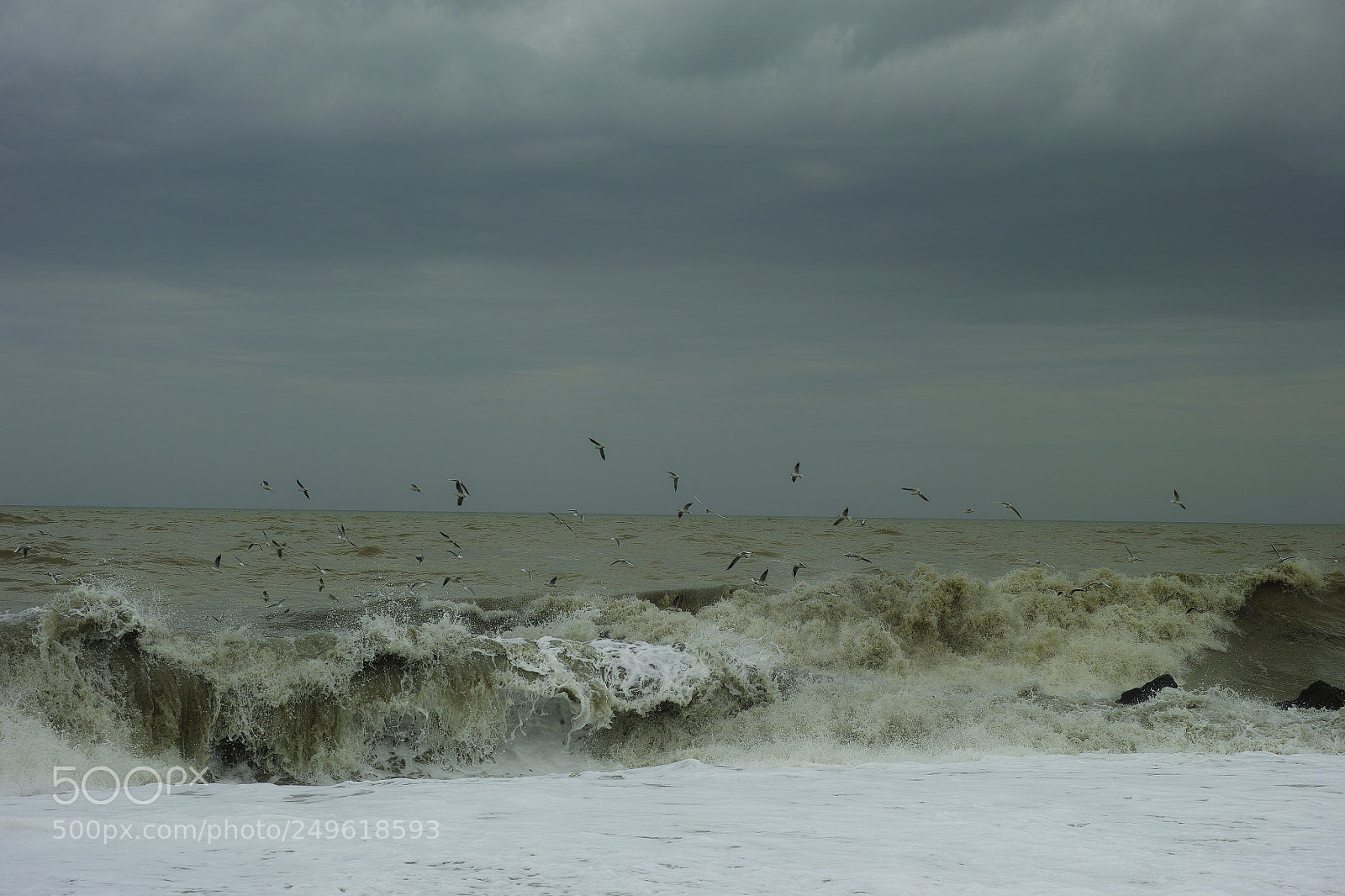 Sigma DP3 Merrill sample photo. Storm & seagulls photography