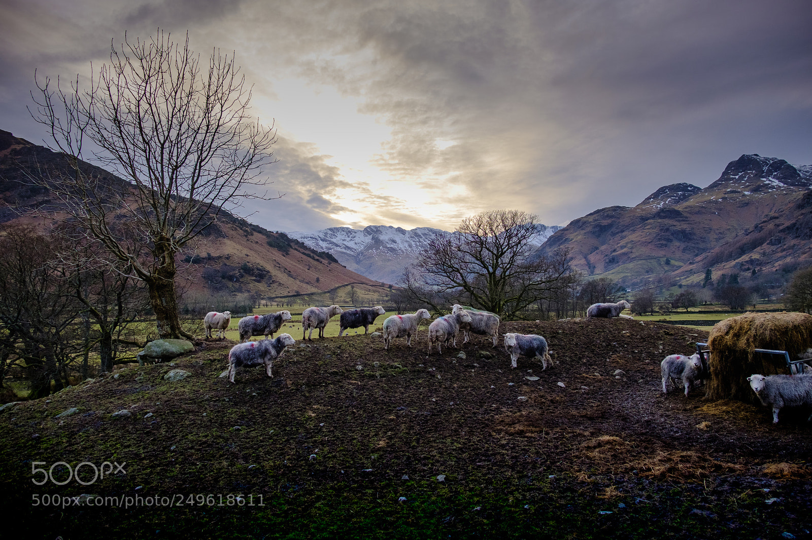 Fujifilm X-T2 sample photo. Langdale 'herdy' sheep photography