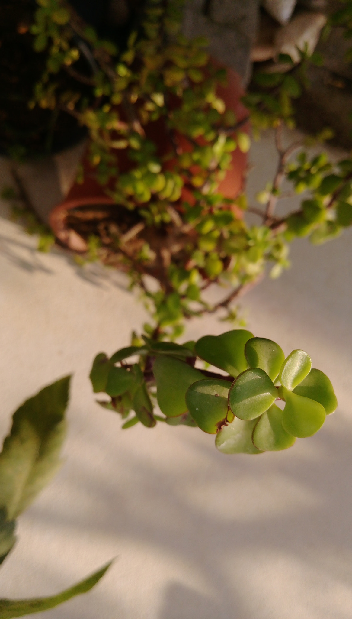 HTC DESIRE 828 DUAL SIM sample photo