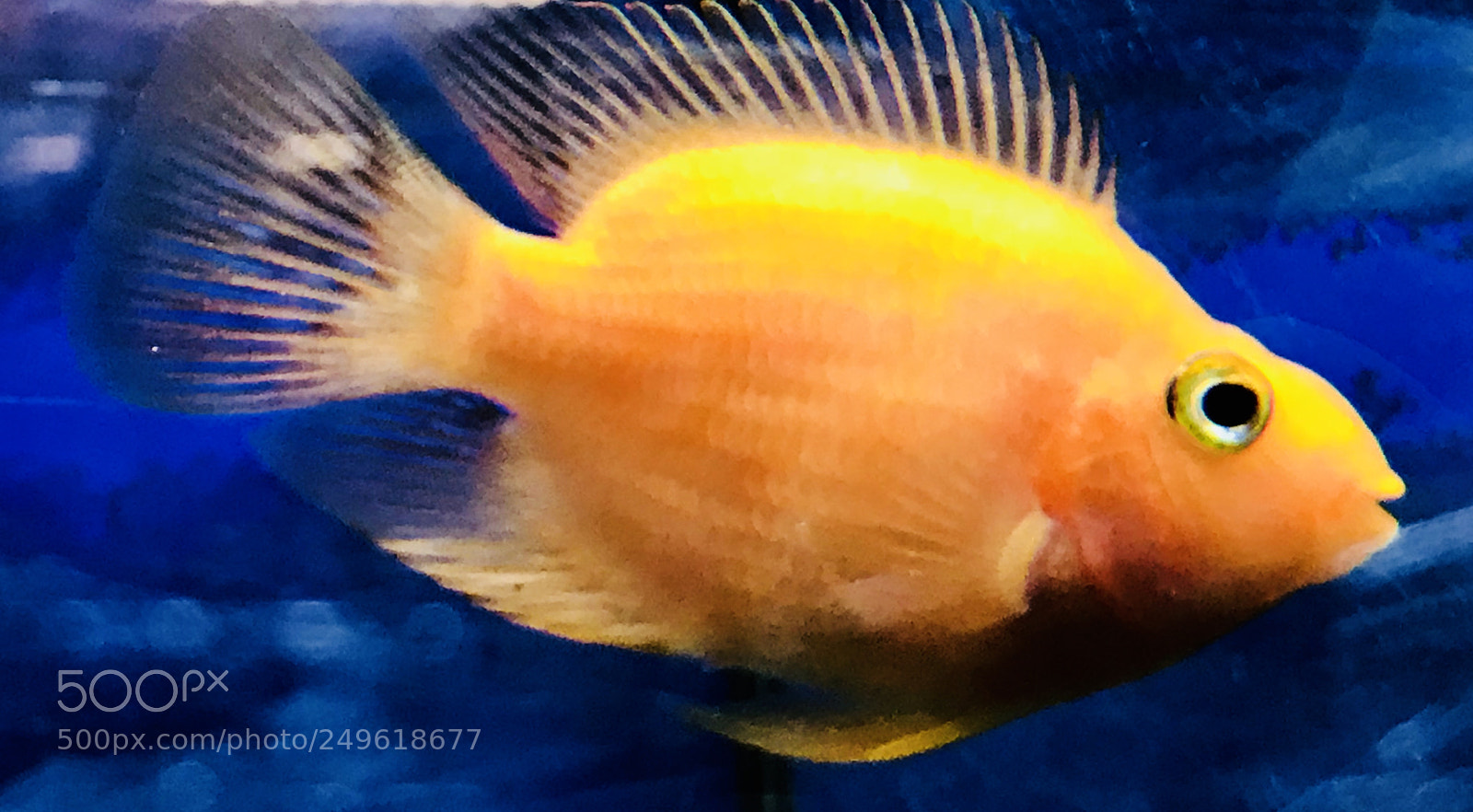 Apple iPhone 7 Plus sample photo. Gold fish photography