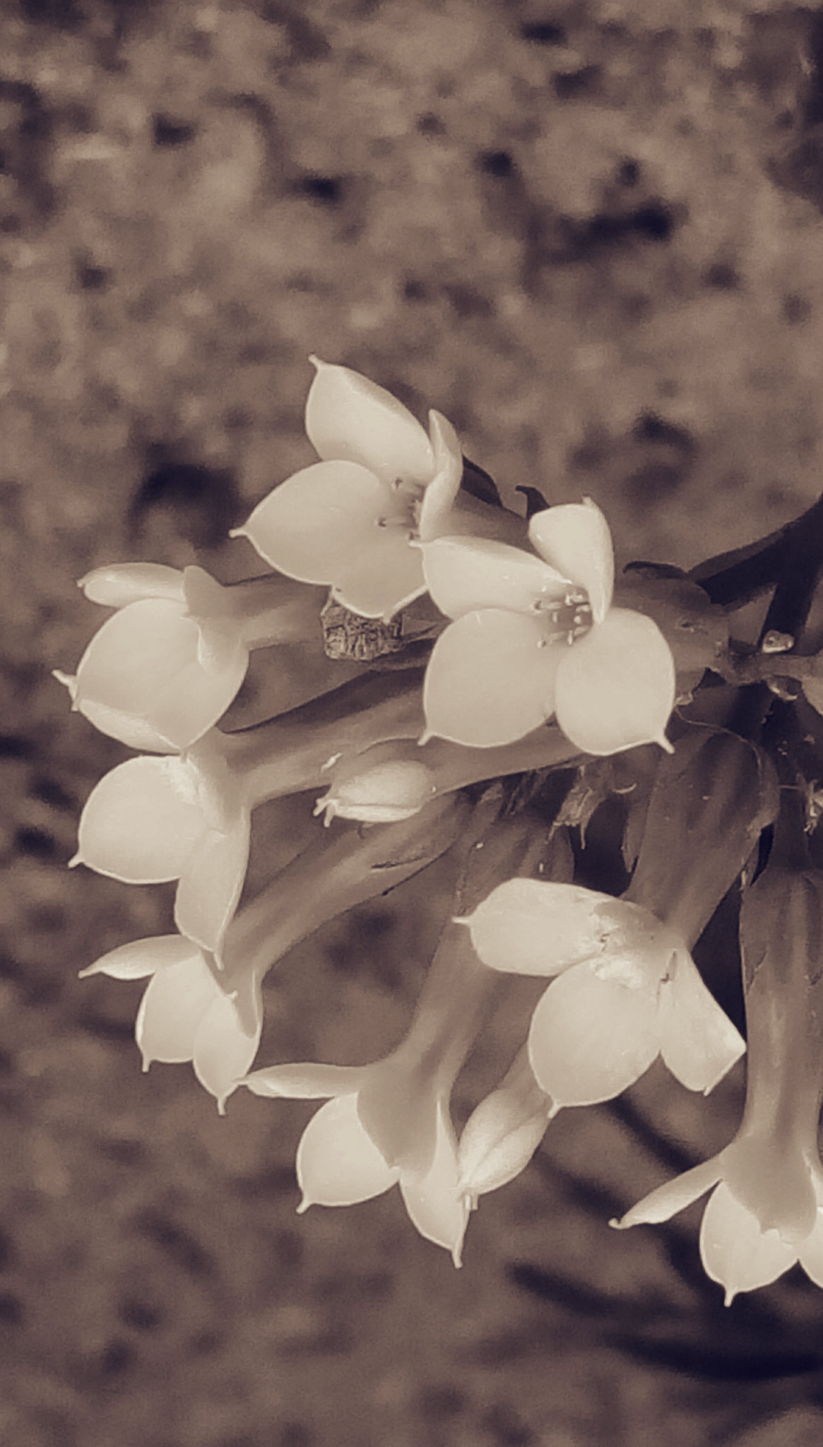 HTC DESIRE 828 DUAL SIM sample photo