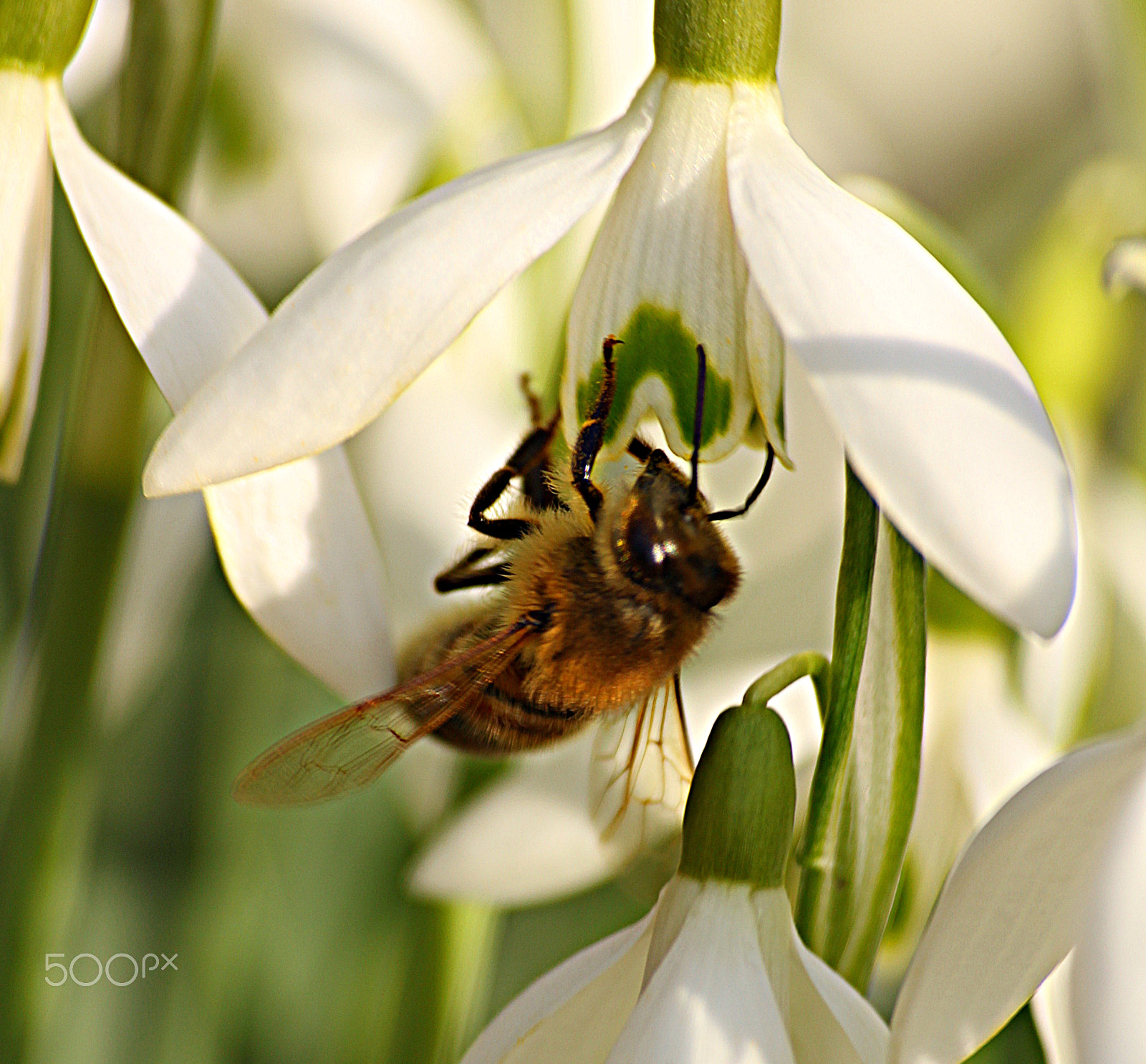 Canon EOS 60D + Sigma 50-200mm F4-5.6 DC OS HSM sample photo. Bee photography