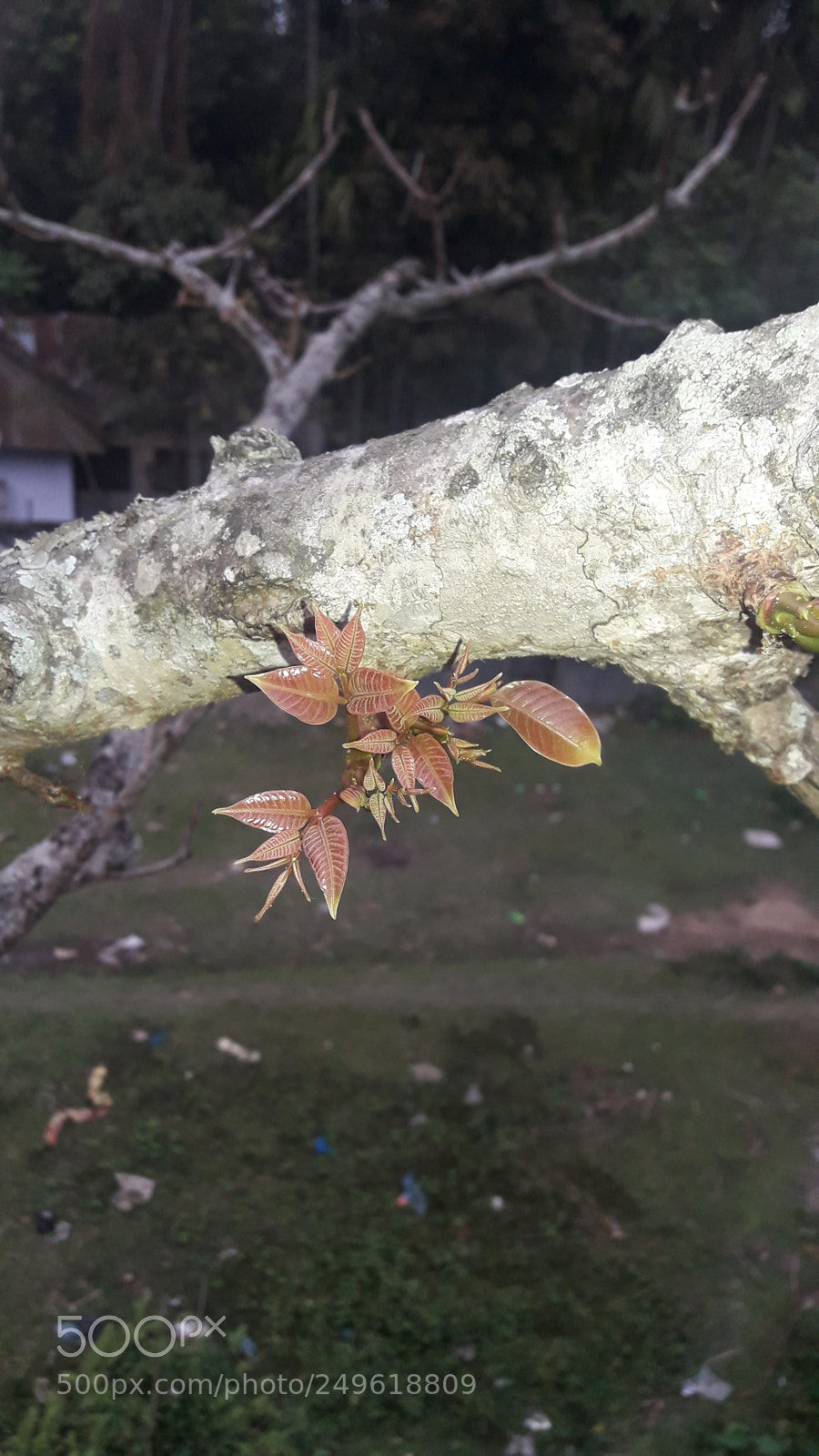 Samsung Galaxy J7 Neo sample photo. Close up photography