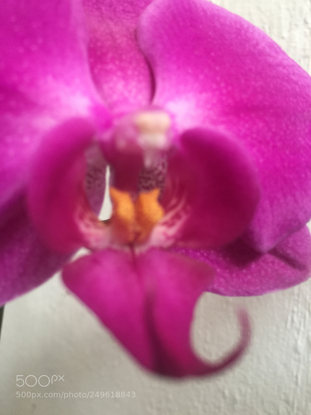 Apple iPhone 6 Plus sample photo. Untitled photography