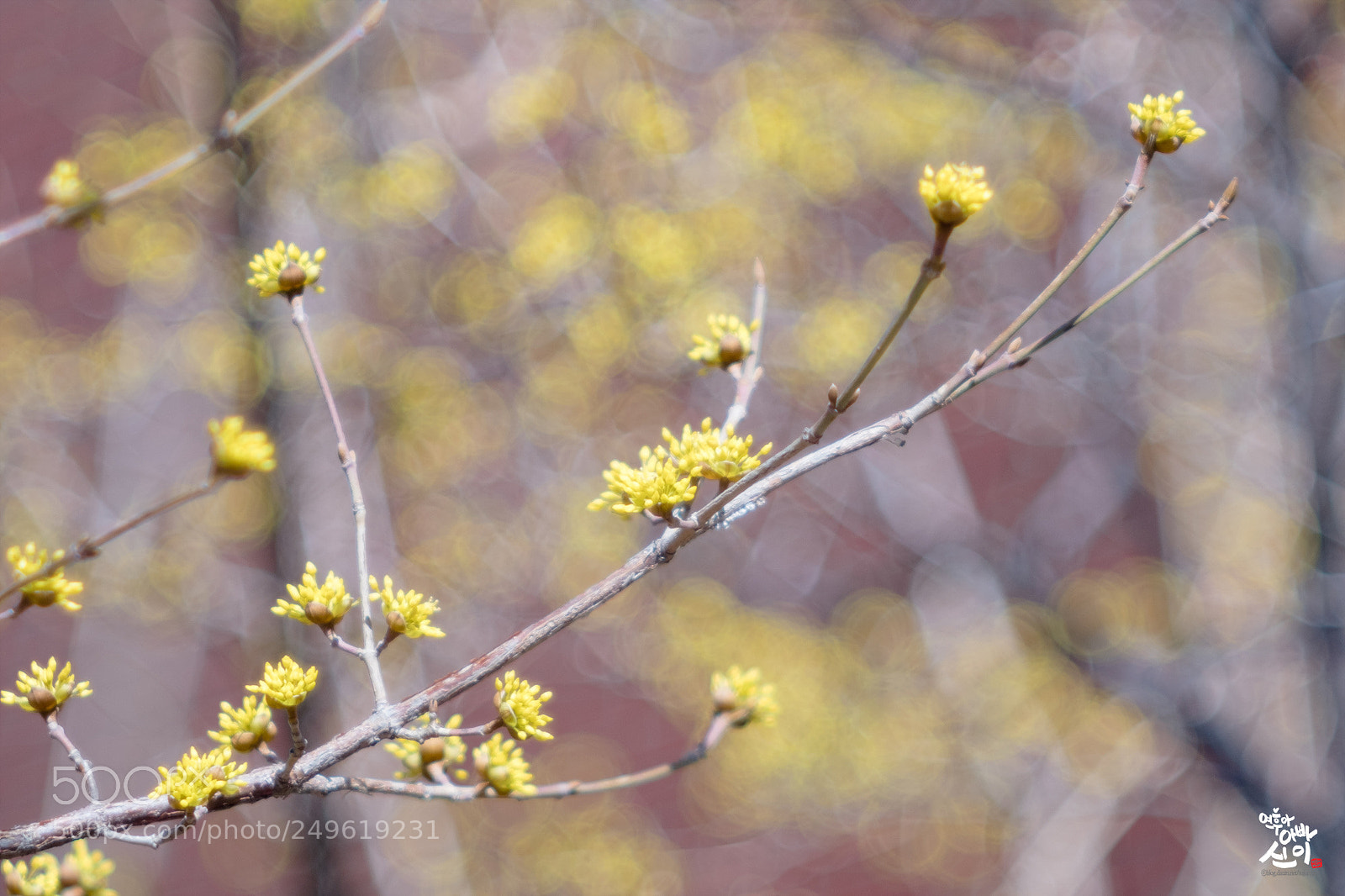 Fujifilm X-T2 sample photo. Cornus photography