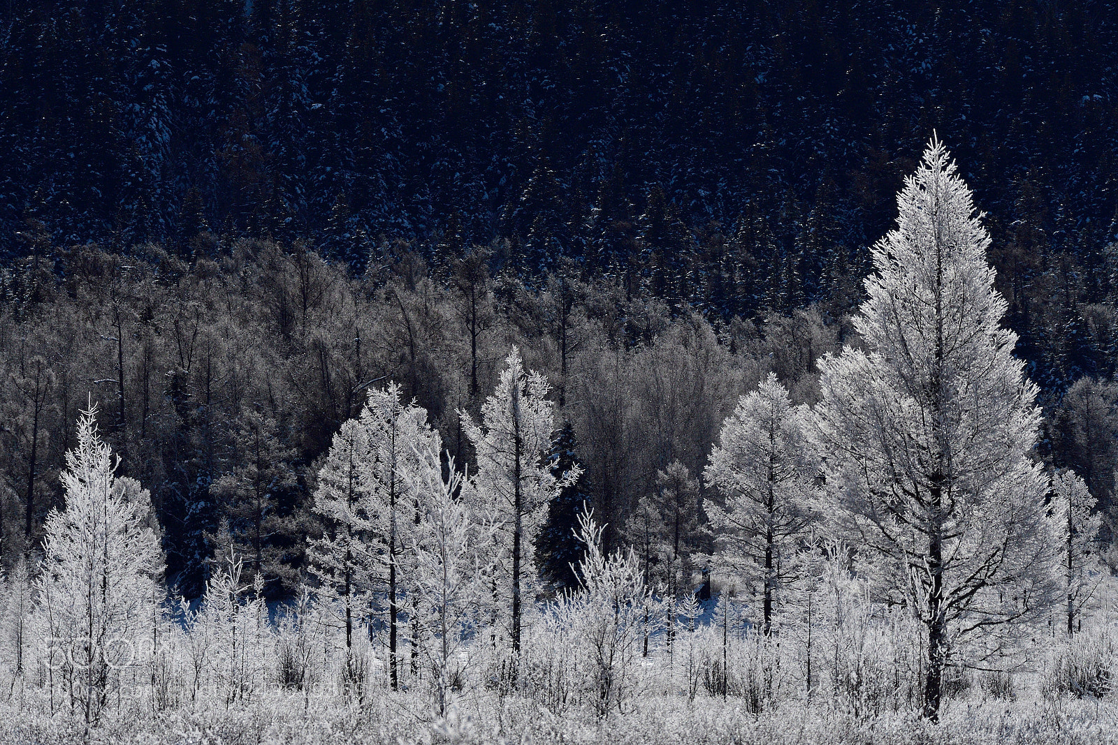 Nikon D500 sample photo. Untitled photography