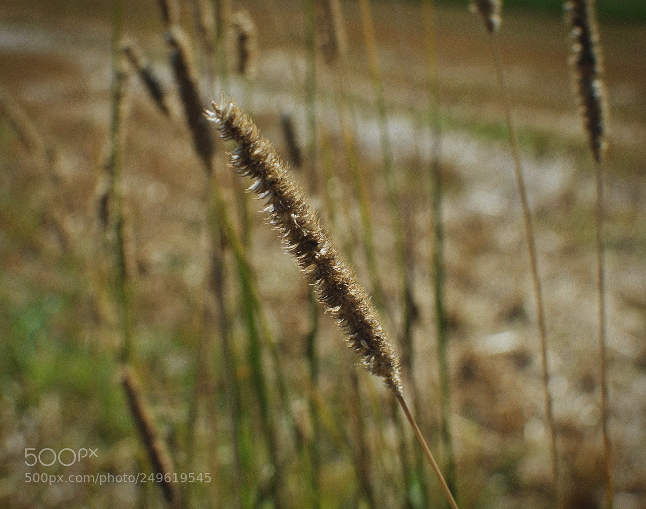 Nikon D3200 + Nikon AF-S DX Nikkor 35mm F1.8G sample photo. *** photography