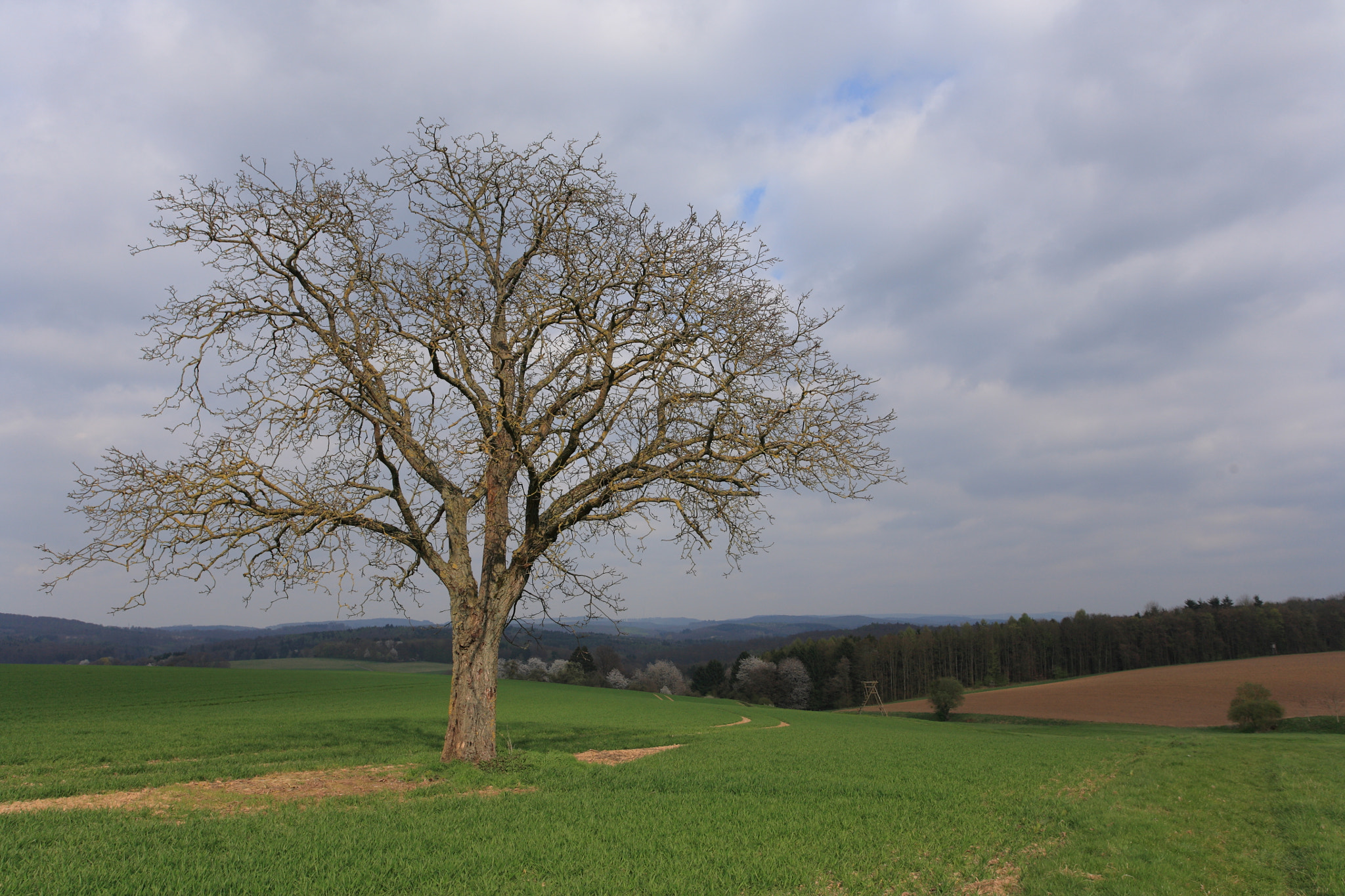 Canon EOS 5D + Canon EF 17-40mm F4L USM sample photo. Dried tree photography