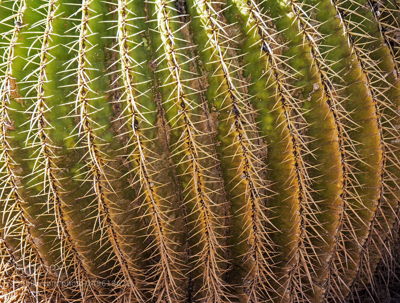 Nikon D7100 sample photo. Cactus. photography