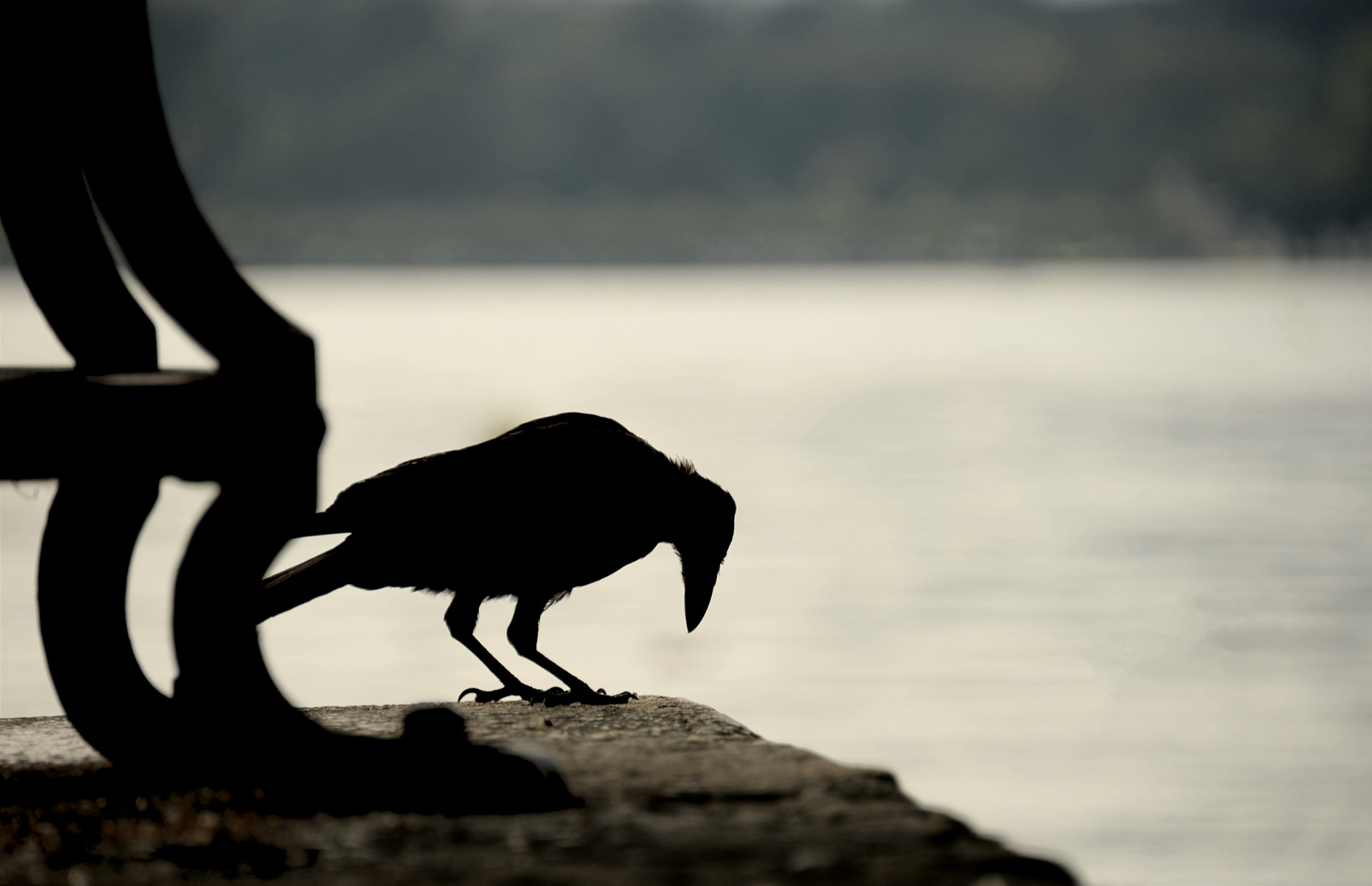 Nikon D610 sample photo. Nobleman at the lake geneva photography