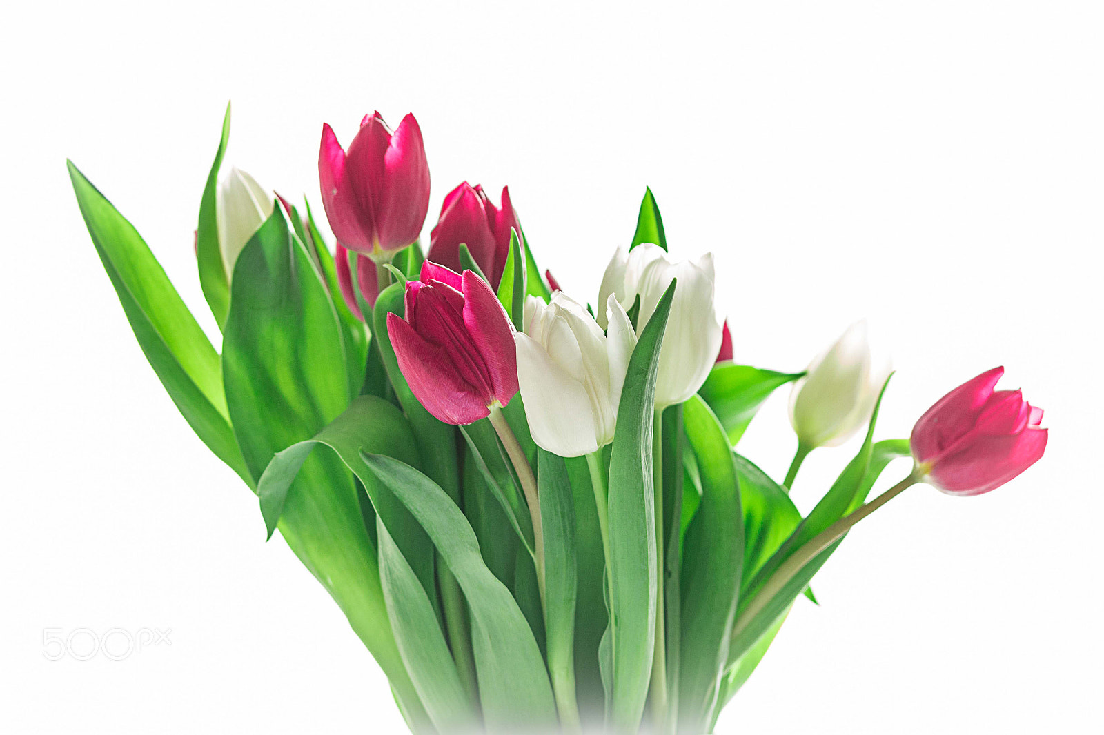 Canon EOS 700D (EOS Rebel T5i / EOS Kiss X7i) sample photo. Tulips photography