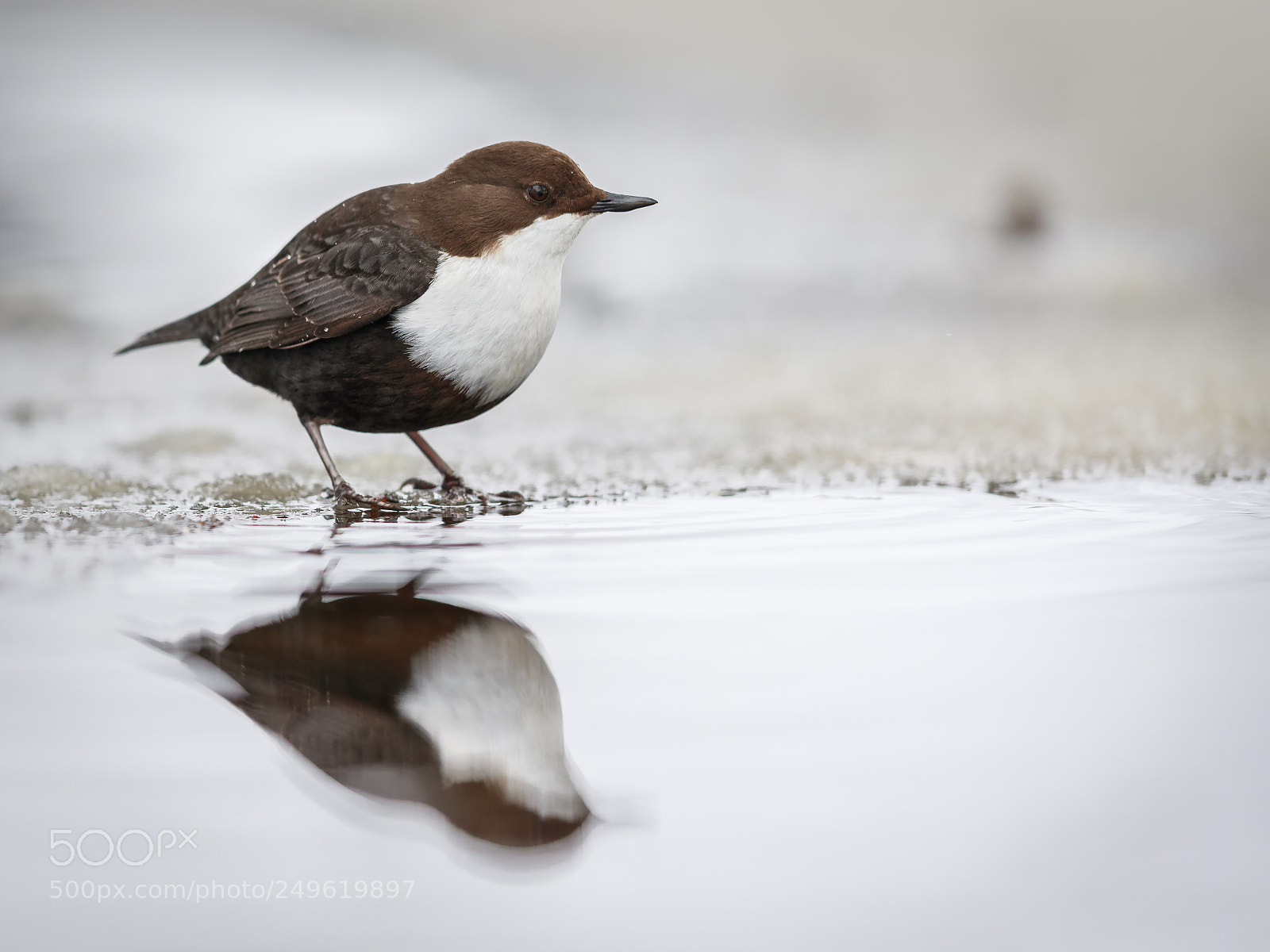 Canon EOS 5D Mark IV sample photo. White-throated dipper on the photography