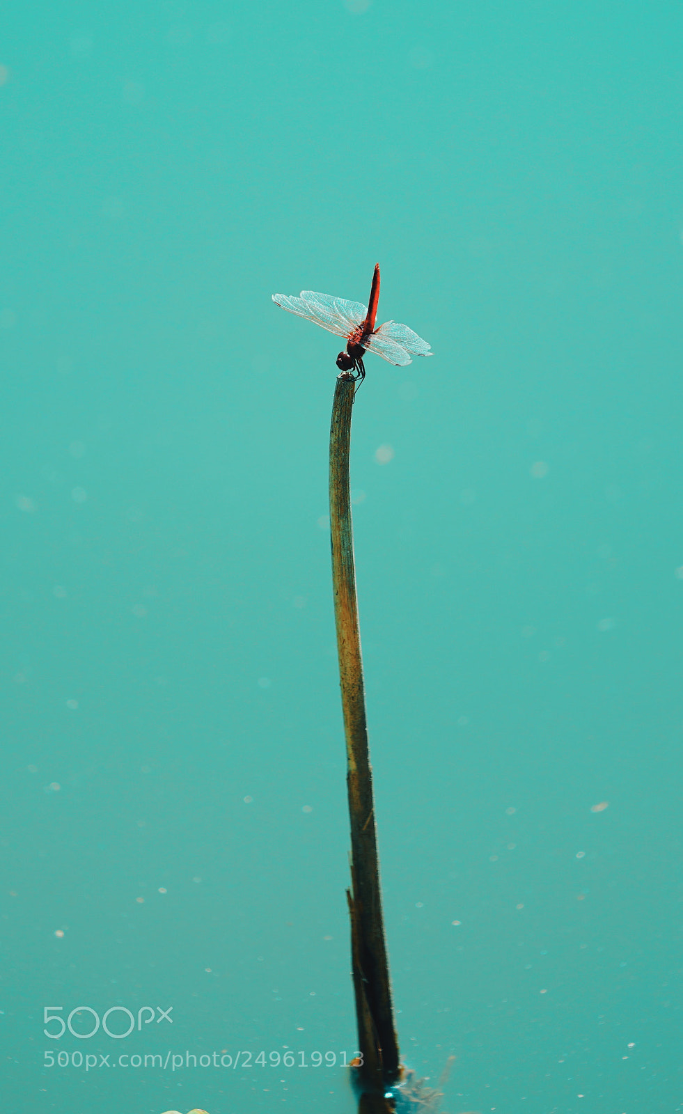 Sony a7R III sample photo. Dragonfly photography