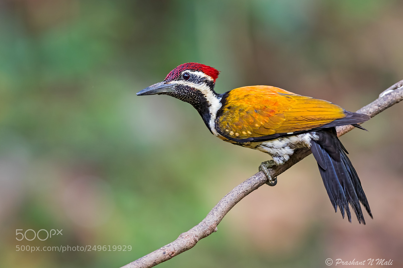 Canon EOS 5D Mark IV sample photo. Lesser golden-backed woodpecker photography