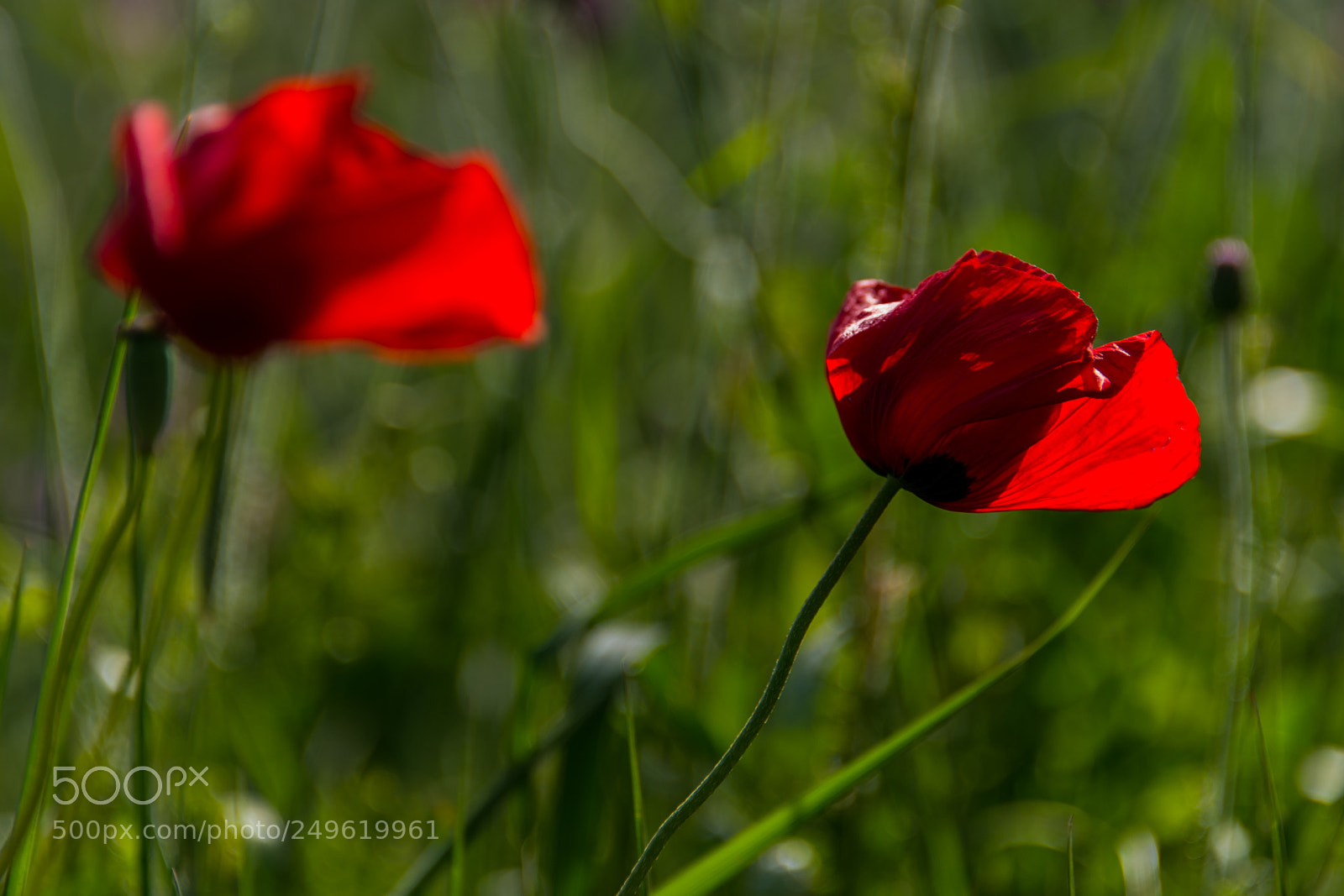 Nikon D800 sample photo. The wind photography