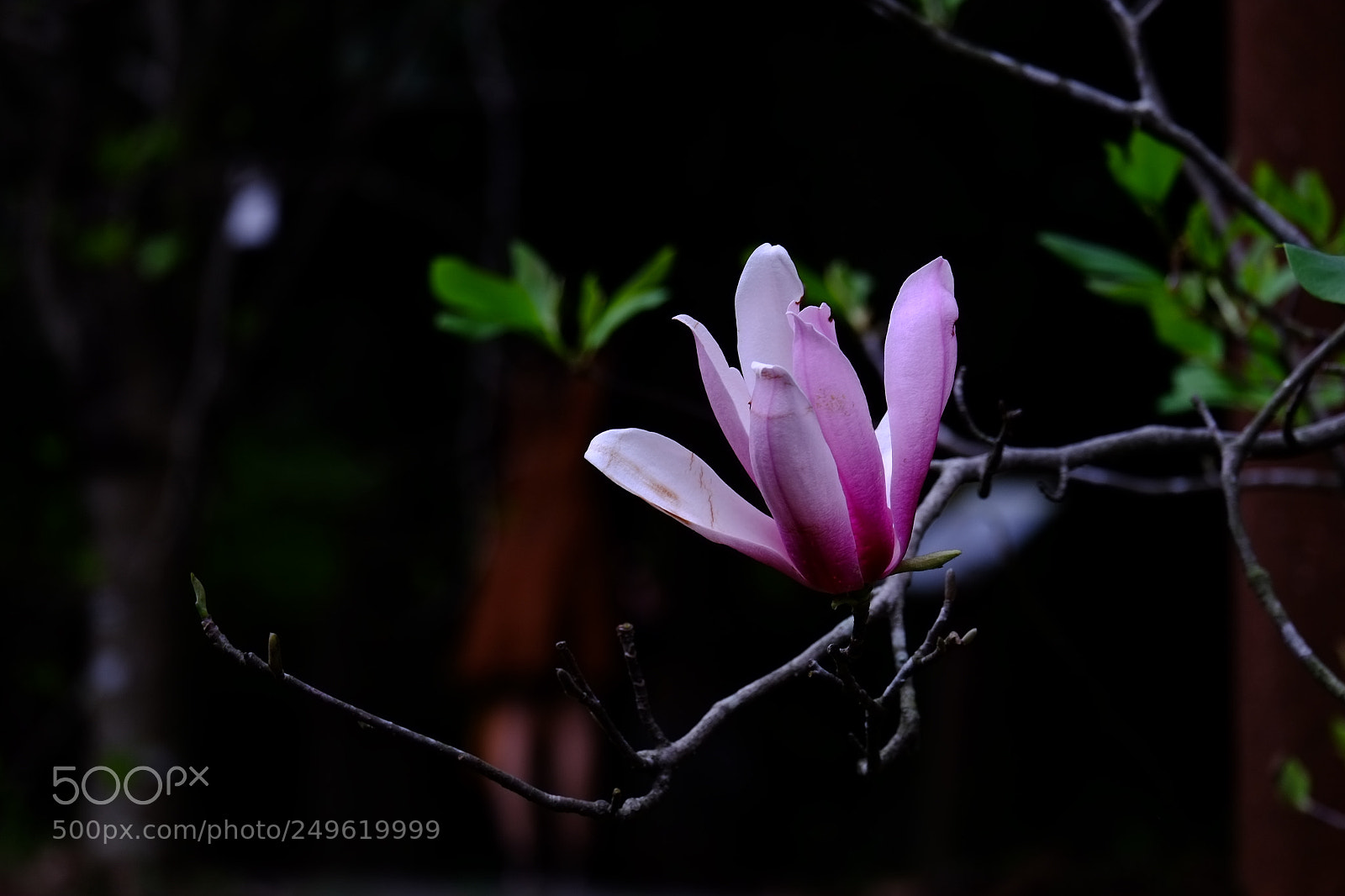 Fujifilm X-E1 sample photo. Untitled photography
