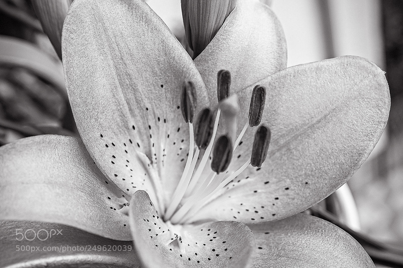 Sony SLT-A58 sample photo. *** lily *** photography