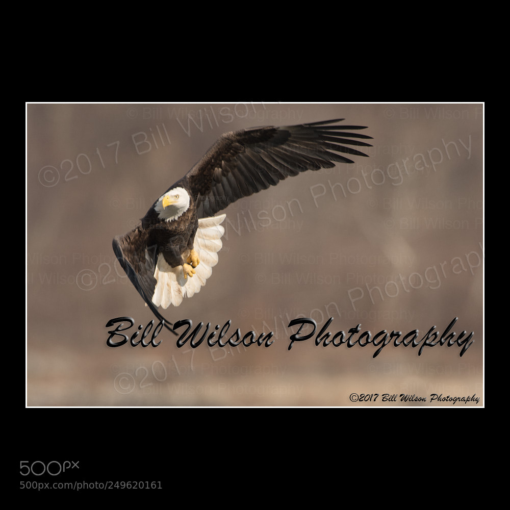 Nikon D500 sample photo. Bald eagle turn photography