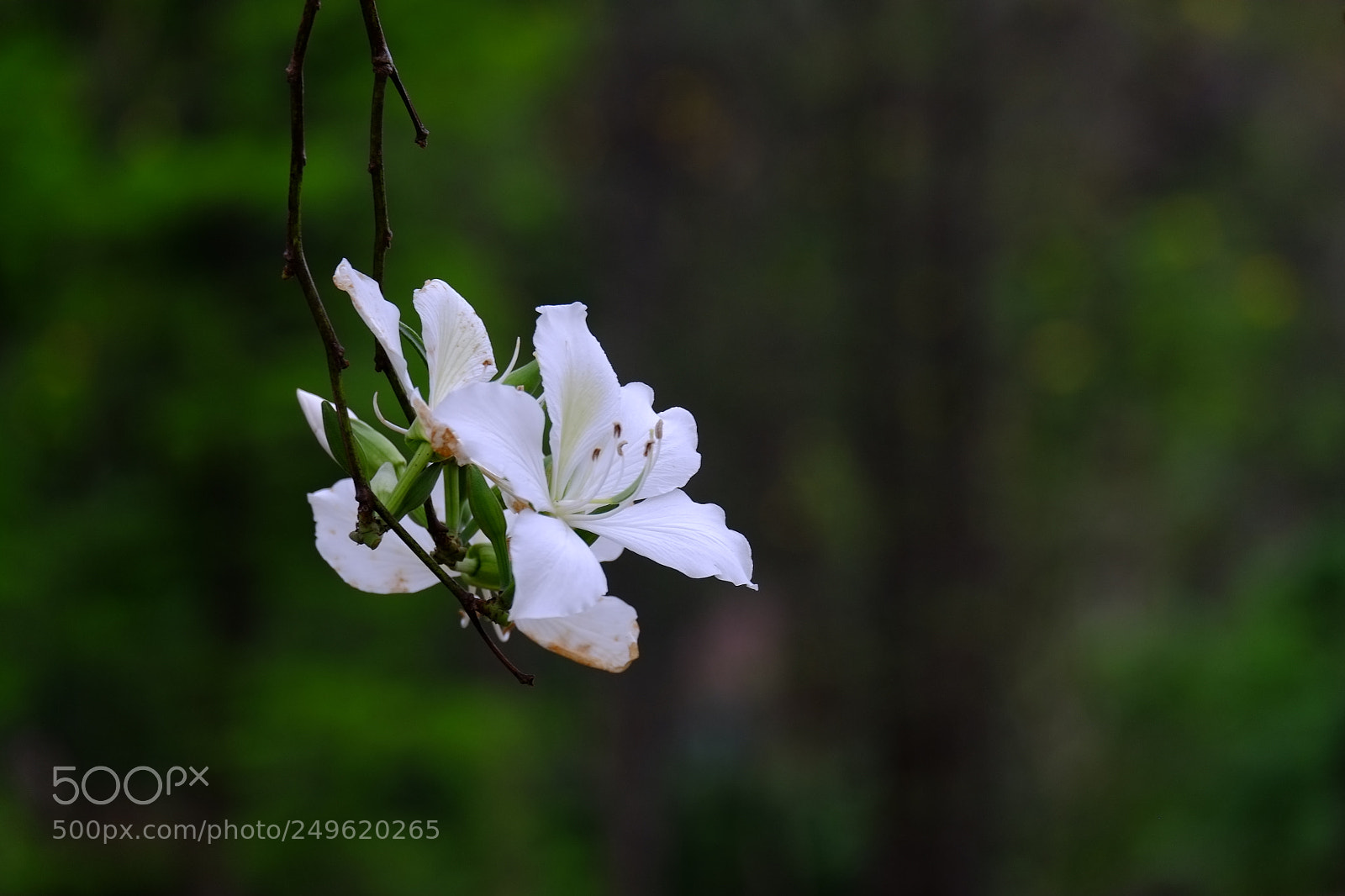 Fujifilm X-E1 sample photo. 洋紫荆 photography