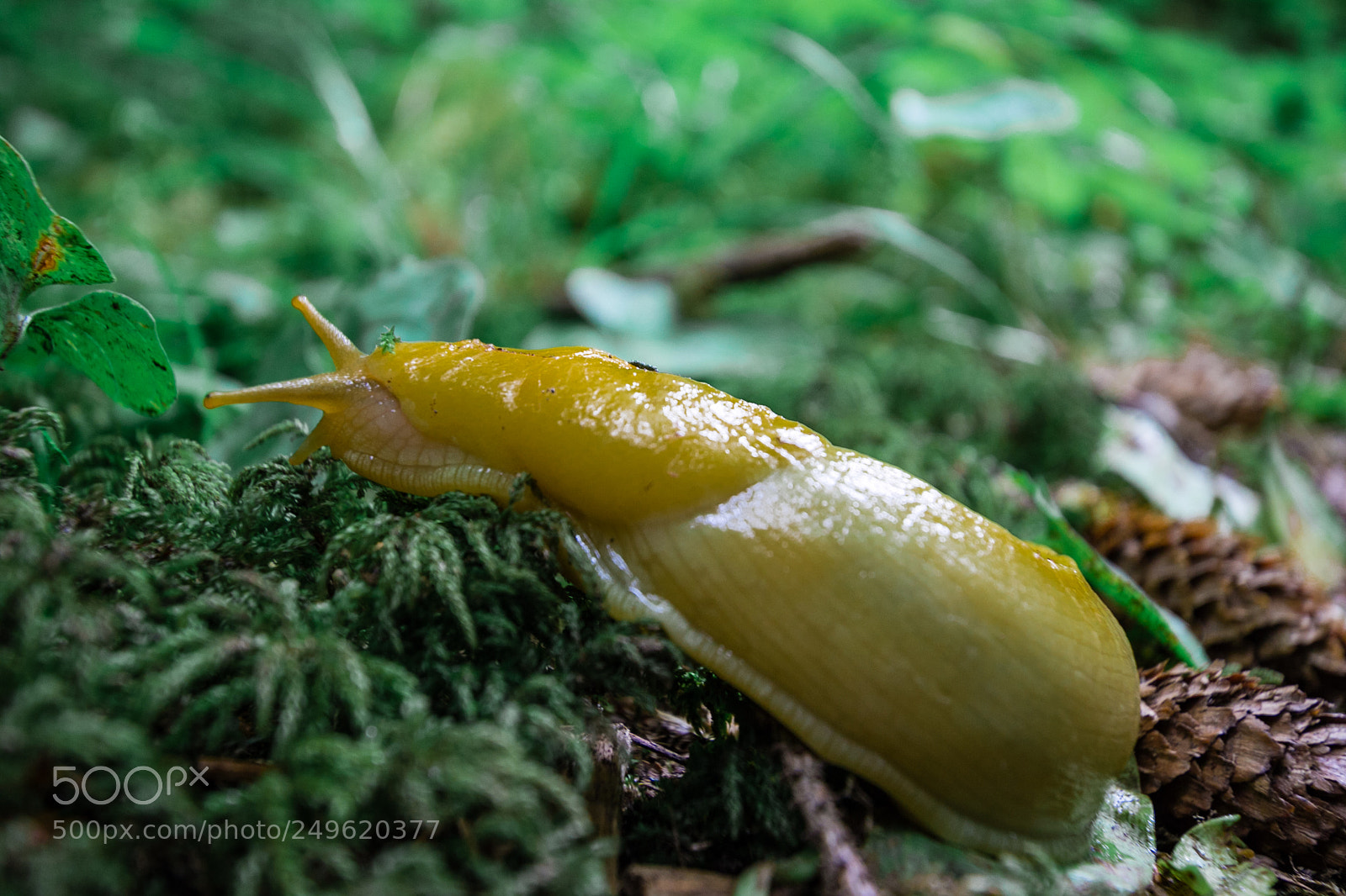 Canon EOS 60D sample photo. Banana slug photography