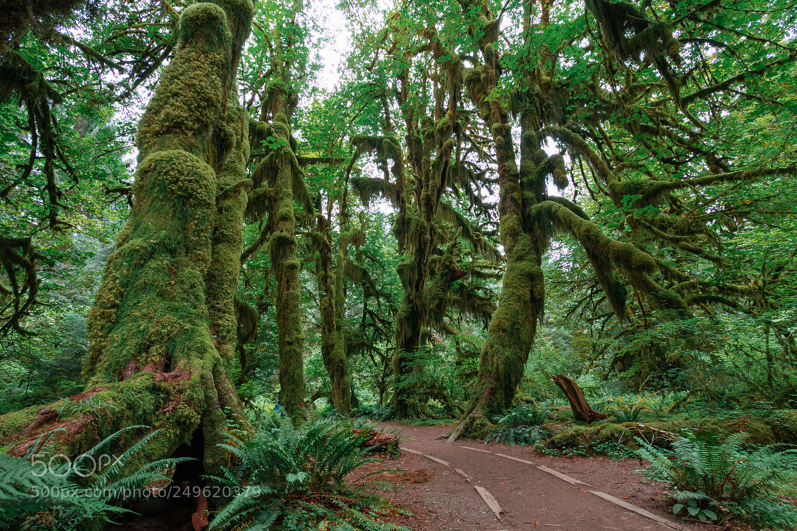 Canon EOS 60D sample photo. Path through hoh rain photography
