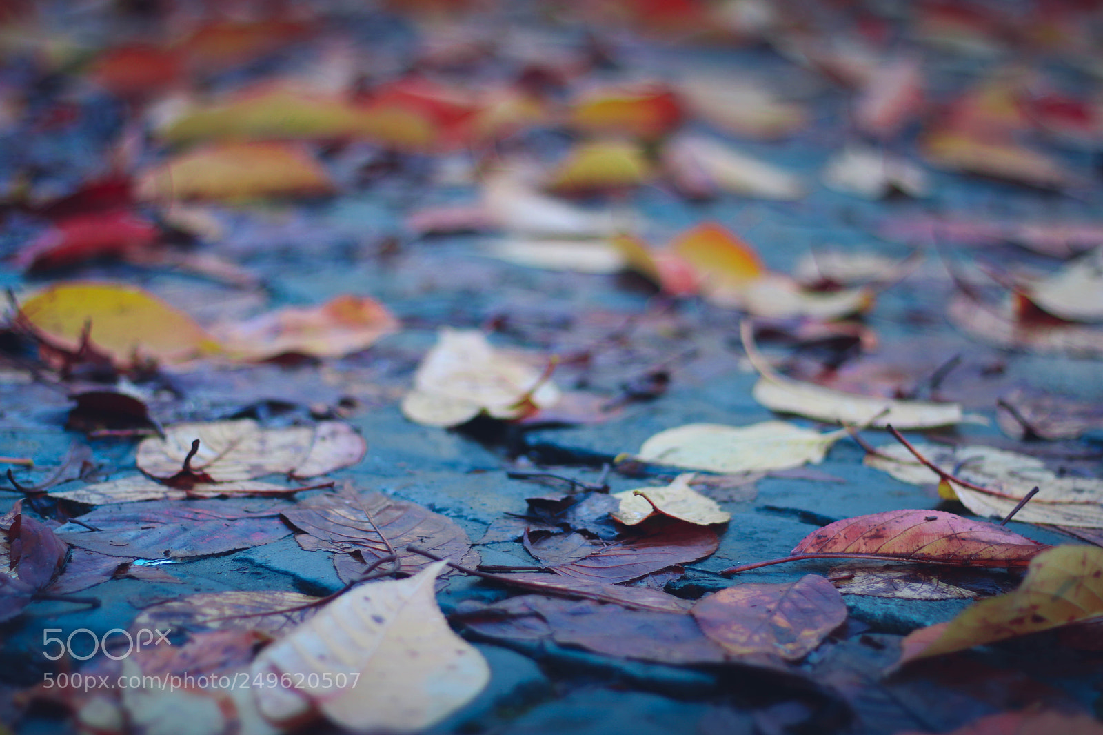 Canon EOS 750D (EOS Rebel T6i / EOS Kiss X8i) sample photo. Colorful leaves photography