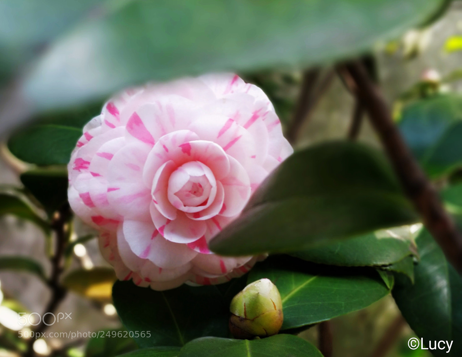 OnePlus 5 sample photo. Camellia photography