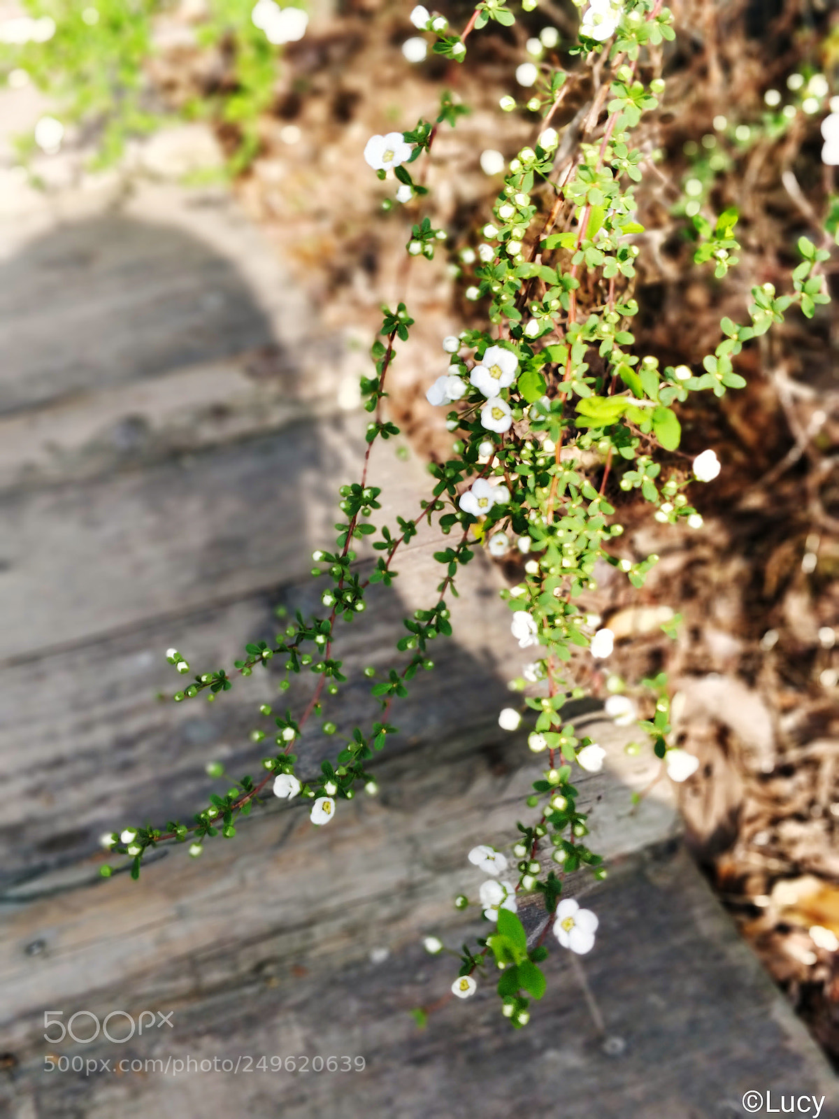 OnePlus 5 sample photo. Spring photography