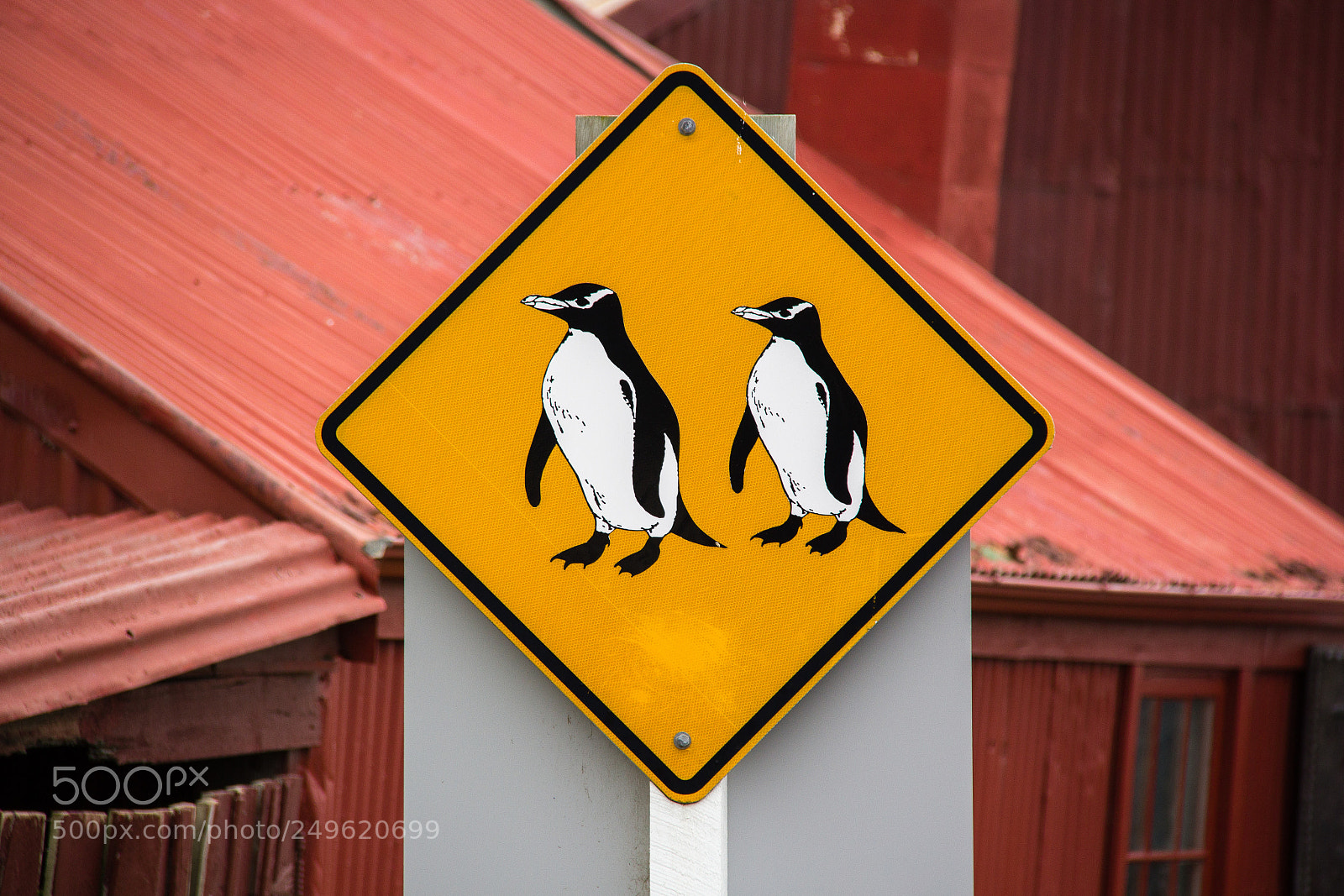 Canon EOS 60D sample photo. Penguin crossing photography